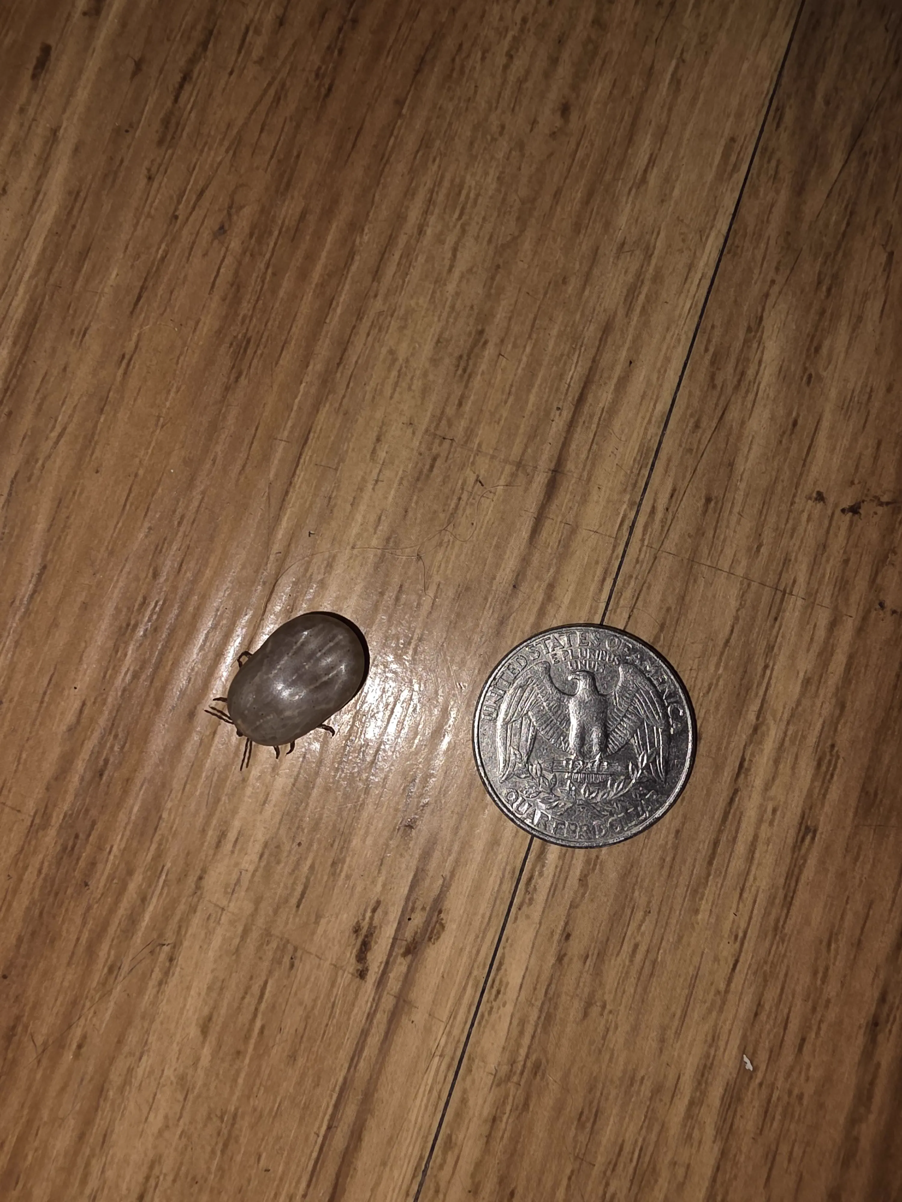 12 Oversized Things That Broke Our Brains This Week đ§ 18 Absolute Units of a tick that fell off my dog
