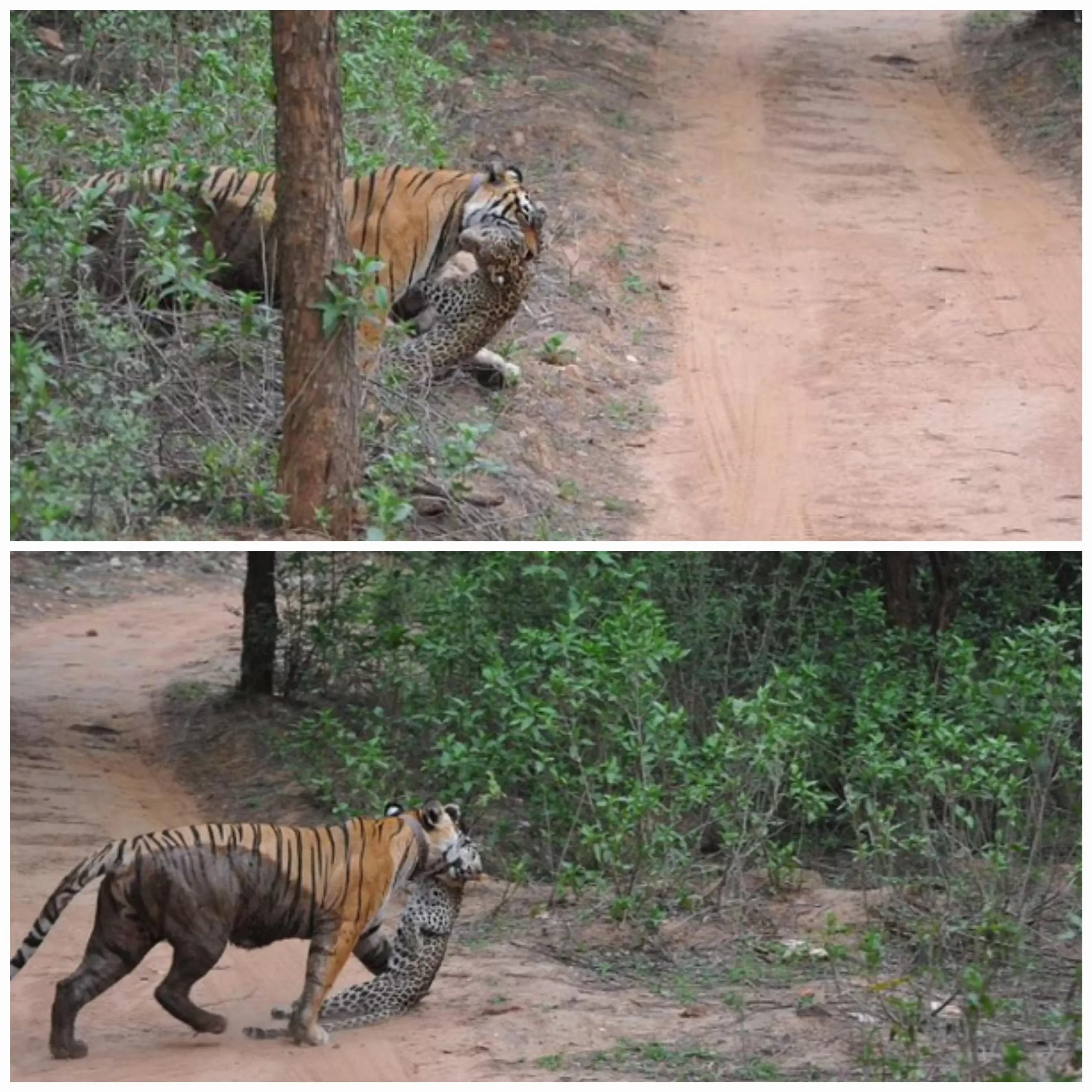 10 Big Boys Who Stole Our Hearts and Wrecked Us đ« 15 Absolute Units of a Tiger in comparison to a leopard it caught