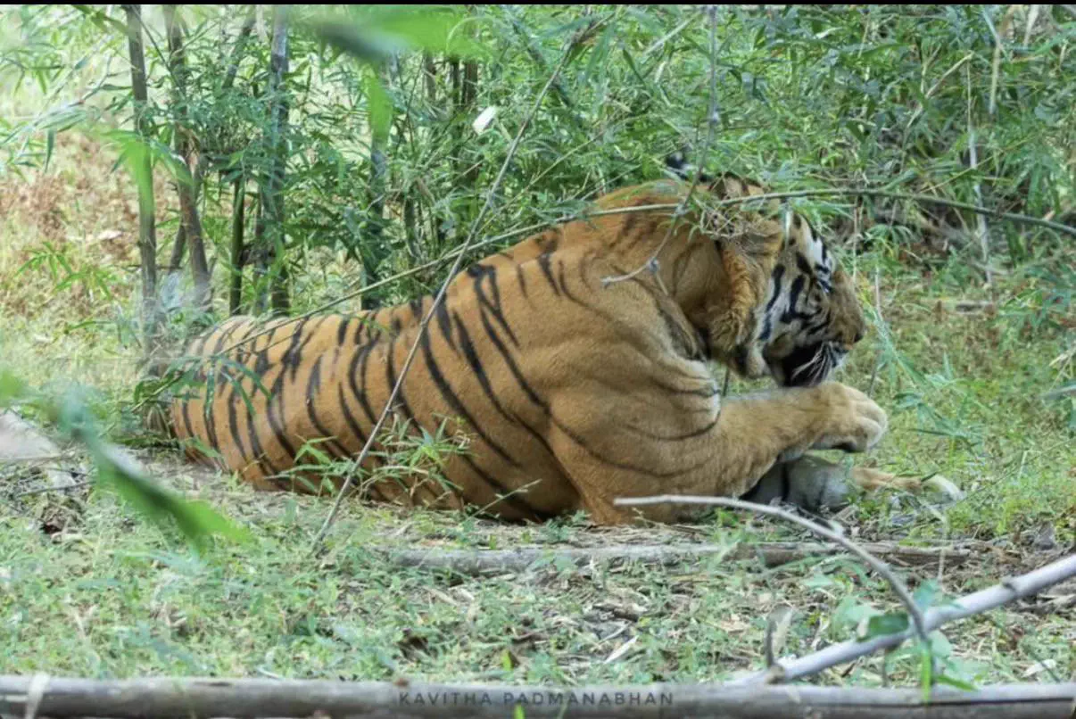 The 9 Chonkiest Finds That Wrecked Us This Week đ« 13 Pujari the massive tiger of Bandhavgarh