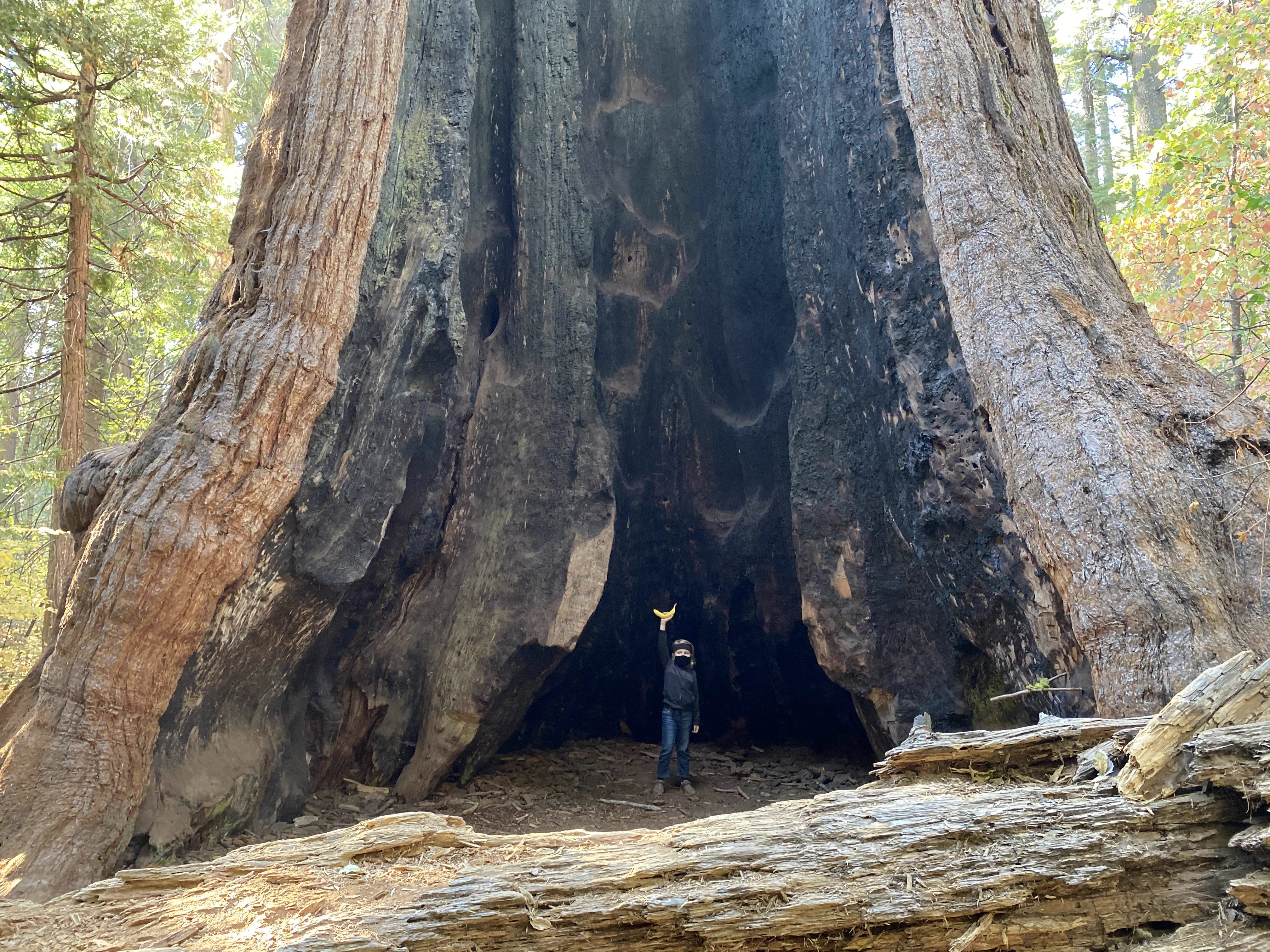 9 Everyday Things That Went Absolutely Feral 🫣 18 Enormous tree with a banana for scale showing its massive size