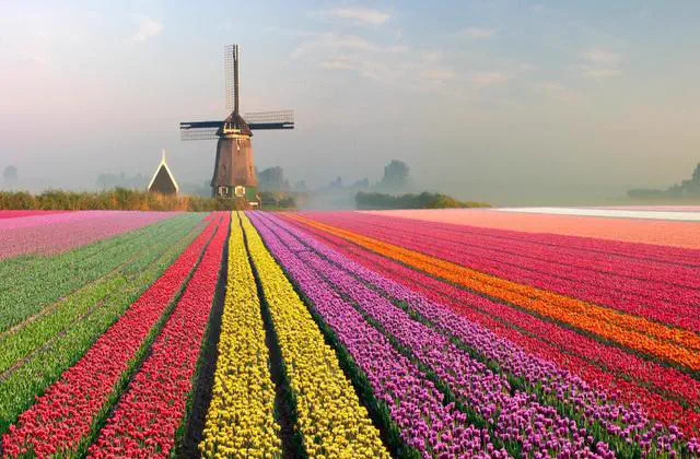 8 Oversized Things That Had No Right Existing 🫣 12 Absolute Units of a Tulip field