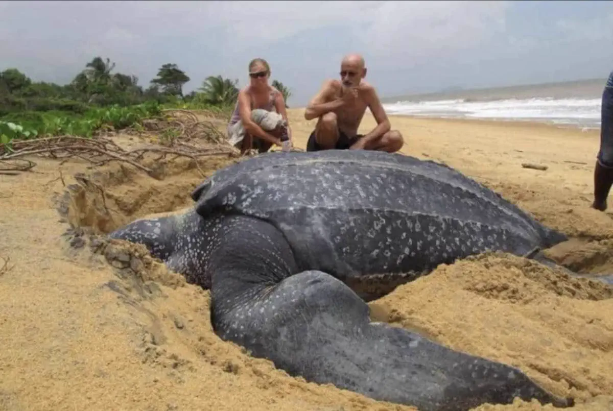 9 Oversized Things That Broke Our Brains Today đ§ 18 Massive turtle that is an absolute unit