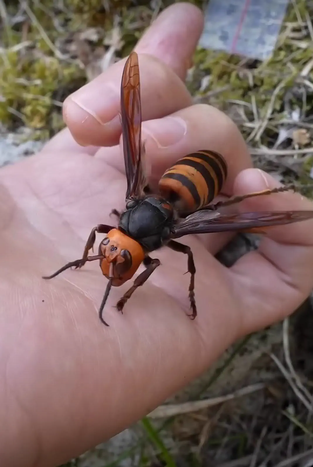 8 Giants That Made Us Physically Recoil 𫣠11 Absolute Units of a Wasp