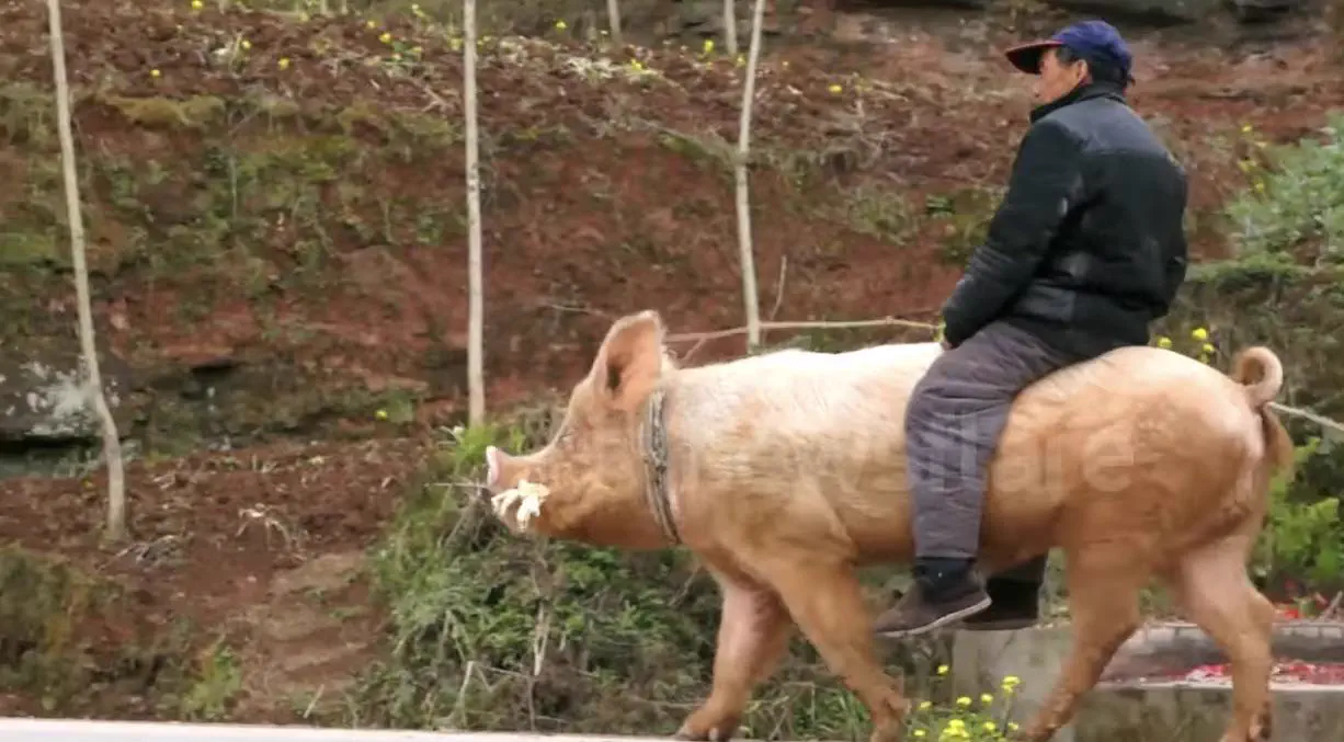 Why Are These 11 Giants So Ridiculously Massive? đ« 23 Oversized way for a farmer to ride into the city