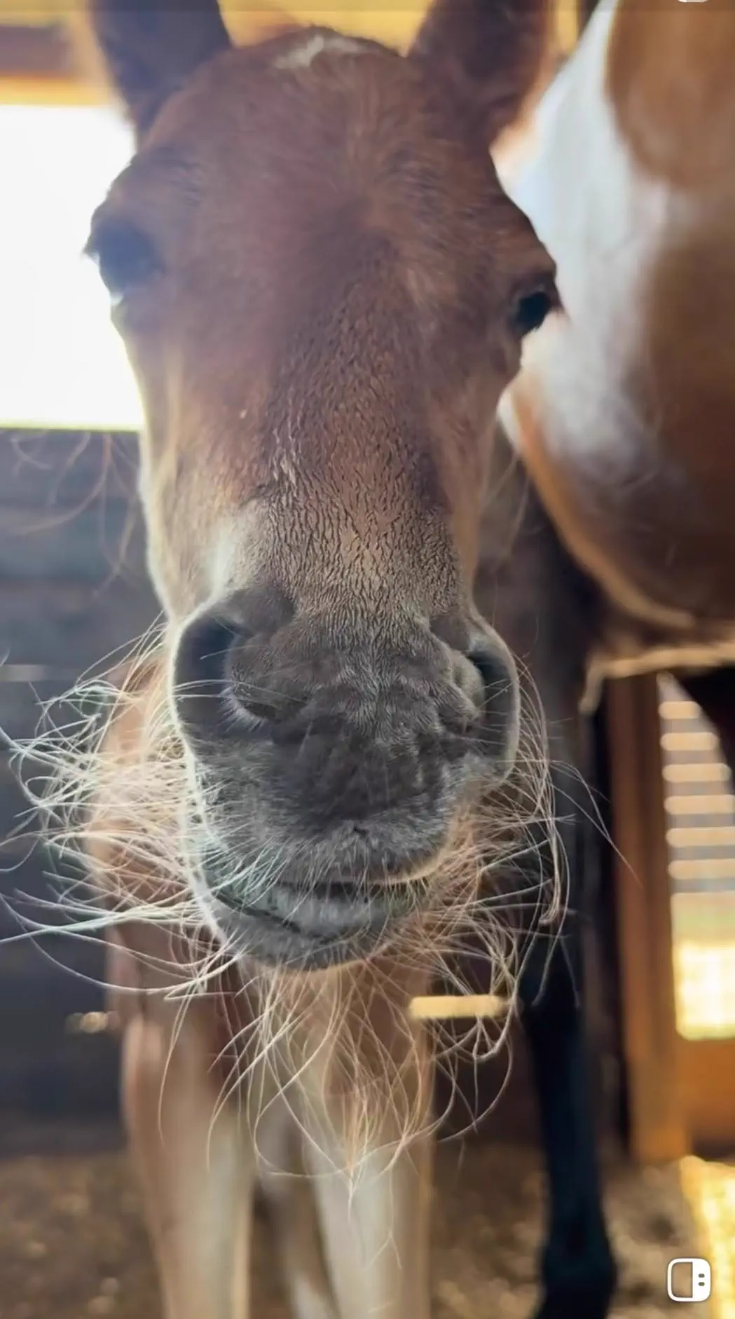 12 Oversized Things That Broke Our Brains This Week đ§ 23 Absolute Units of a whiskered face