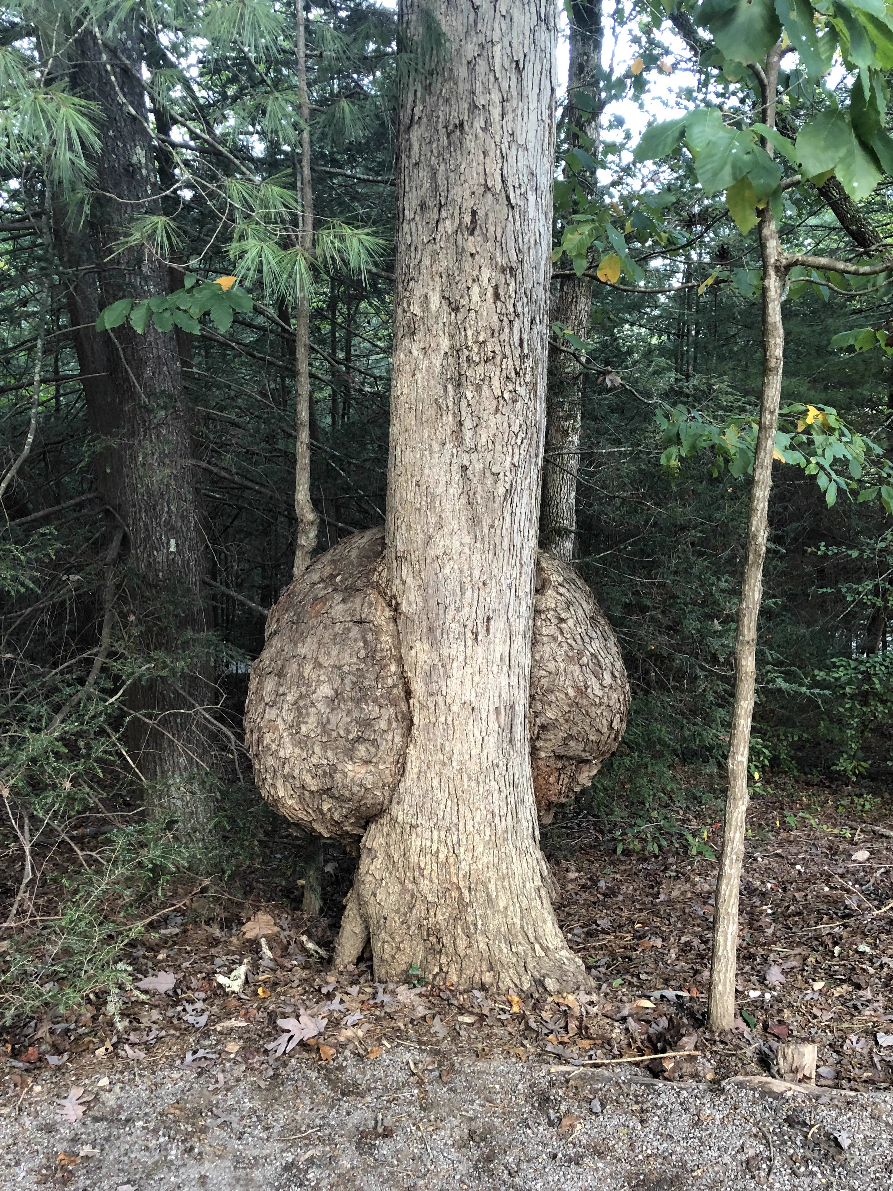 POV: You vs These 8 Absolute Tanks of Pure Chaos đ« 20 Enormous wood burl growing on a tree trunk
