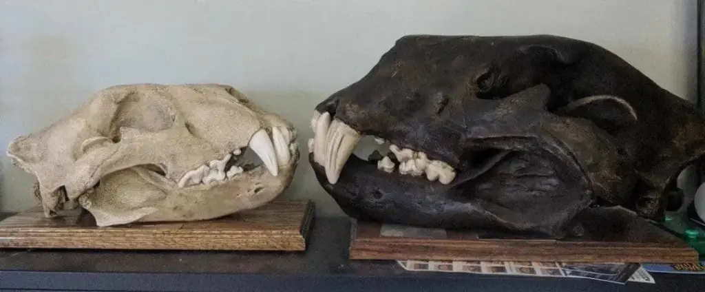 Why Are These 11 Giants So Ridiculously Massive? đ« 13 absolute units of an american lions skull right compared to an african lions skull left