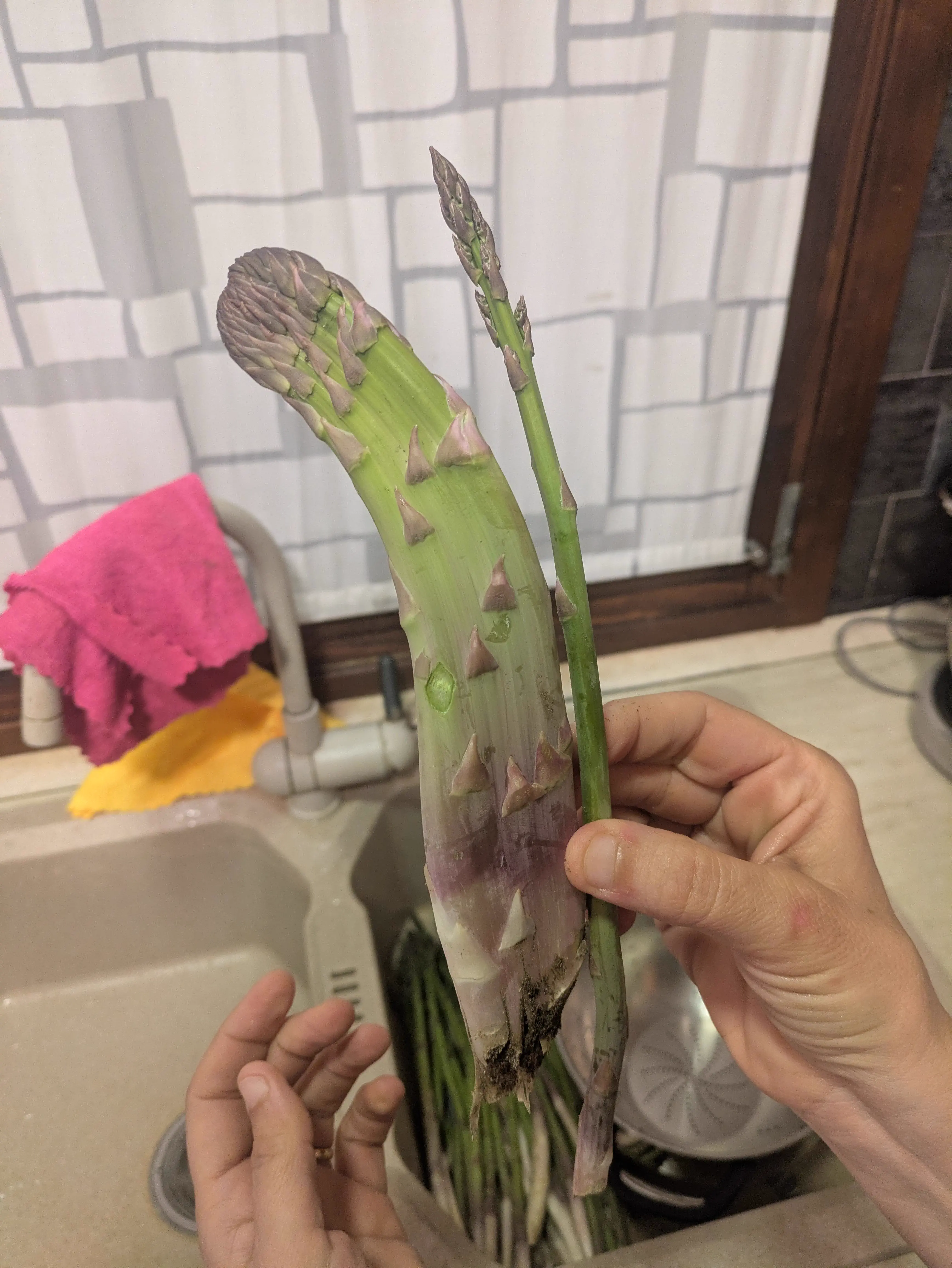 10 Big Boys Who Stole Our Hearts and Wrecked Us đ« 16 Absolute Units of an Asparagus my mom found