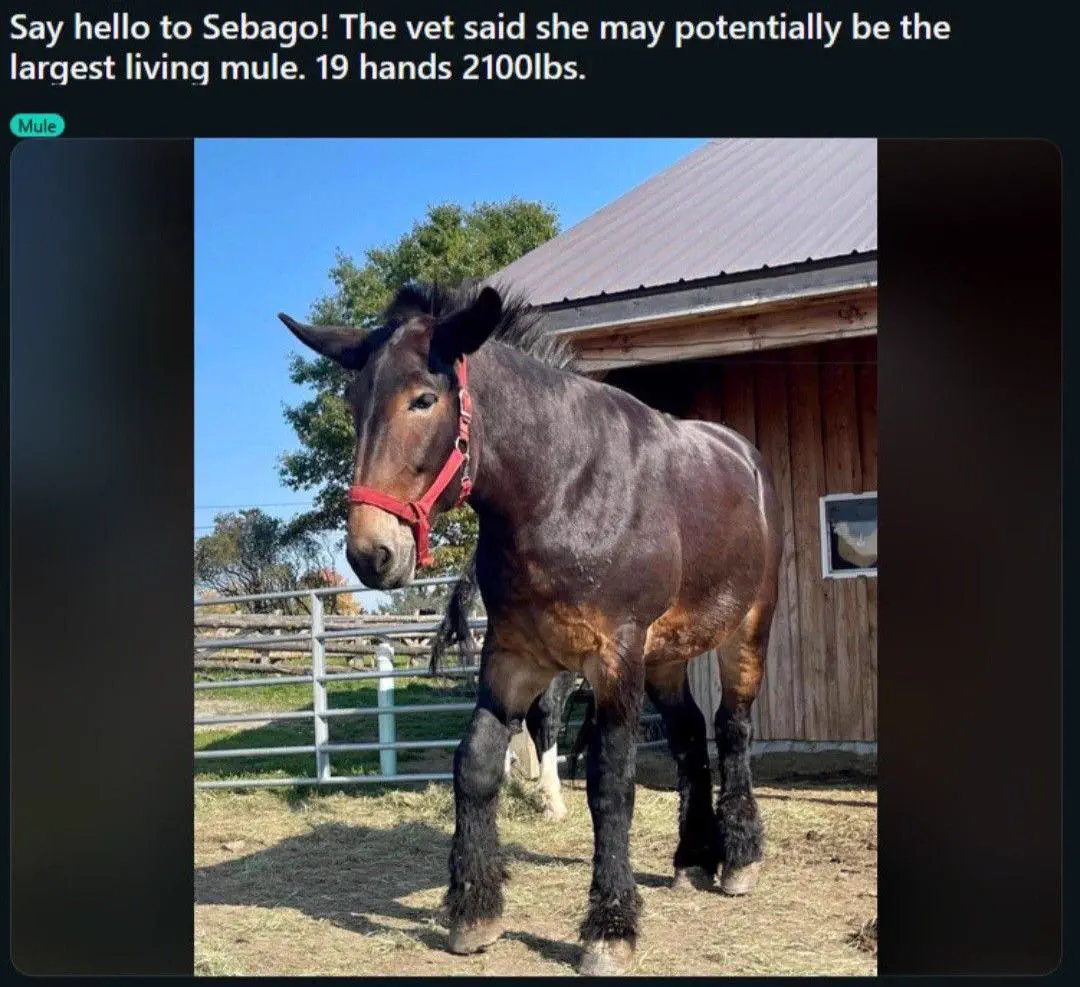 9 Oversized Things That Broke Our Brains Today đ§ 16 Massive donkey that is an absolute unit