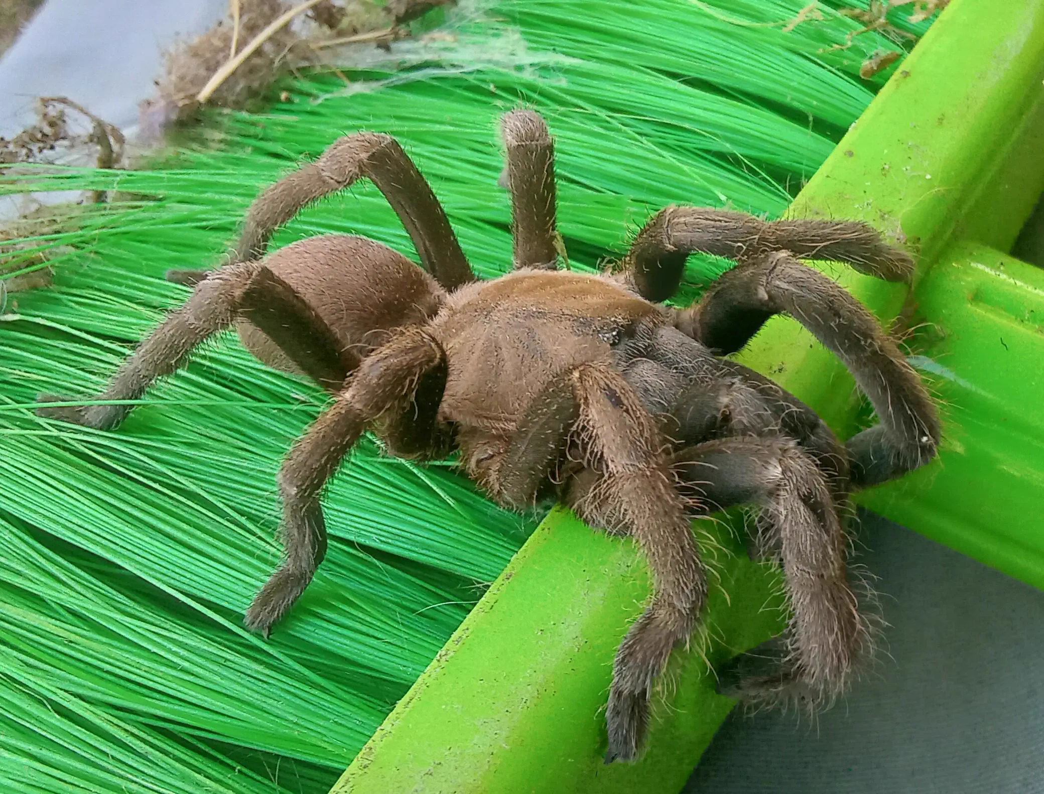 POV: You vs These 8 Absolute Tanks of Pure Chaos đ« 29 Massive Australian spider with legs spanning a large area