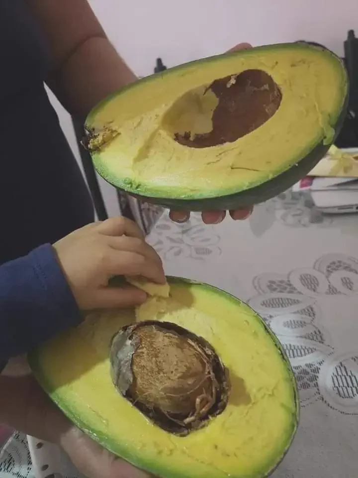 10 Colossal Finds That Have No Business Existing 🫣 14 Massive oversized avocado compared to normal size