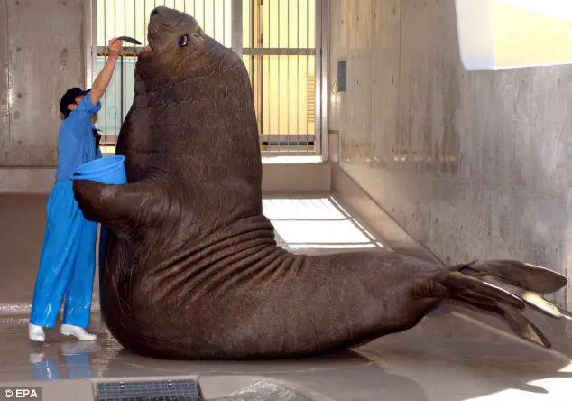 10 Colossal Finds That Have No Business Existing 🫣 22 Colossal elephant seal lying on beach