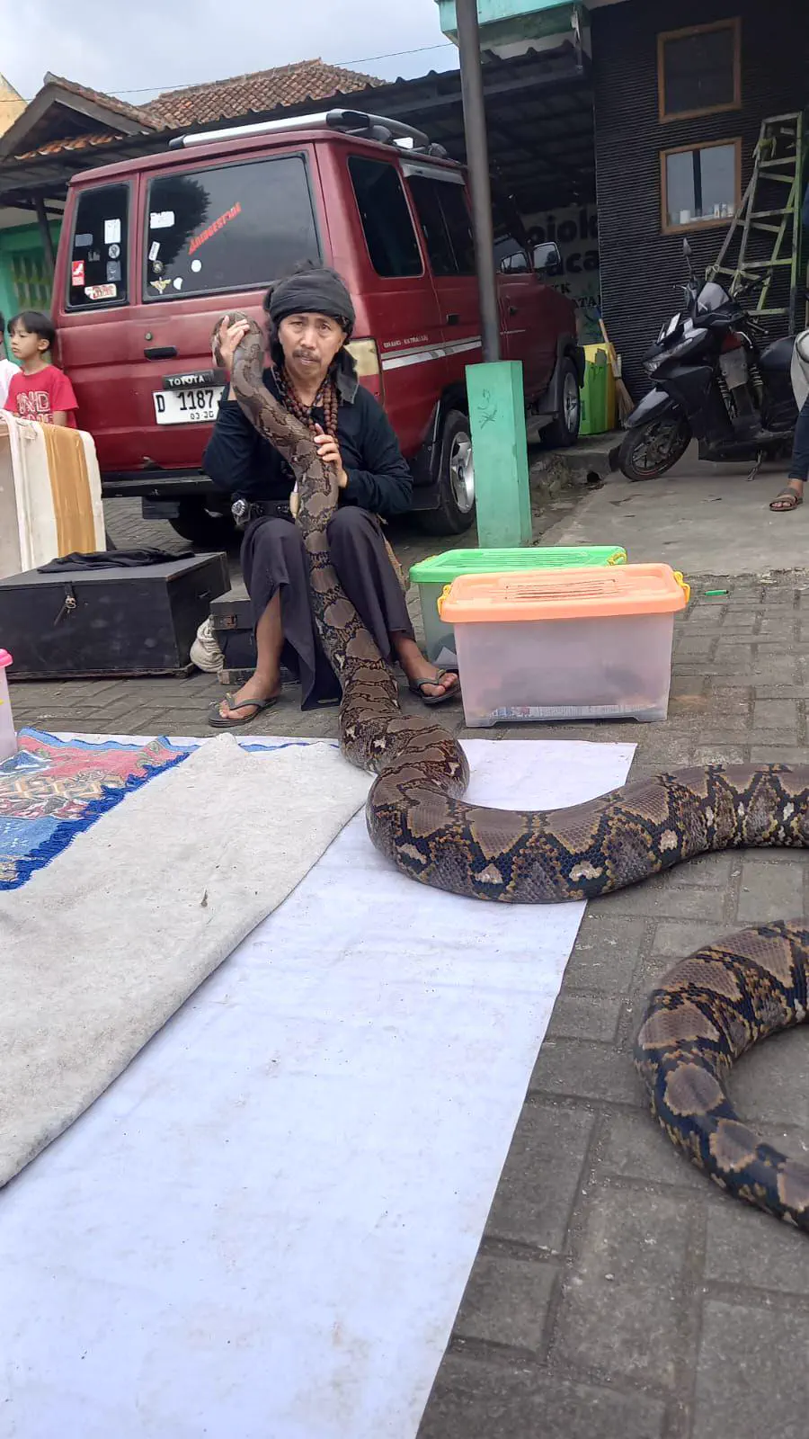 POV: You vs These 8 Absolute Tanks of Pure Chaos đ« 25 Massive Indonesian pet snake with incredible girth