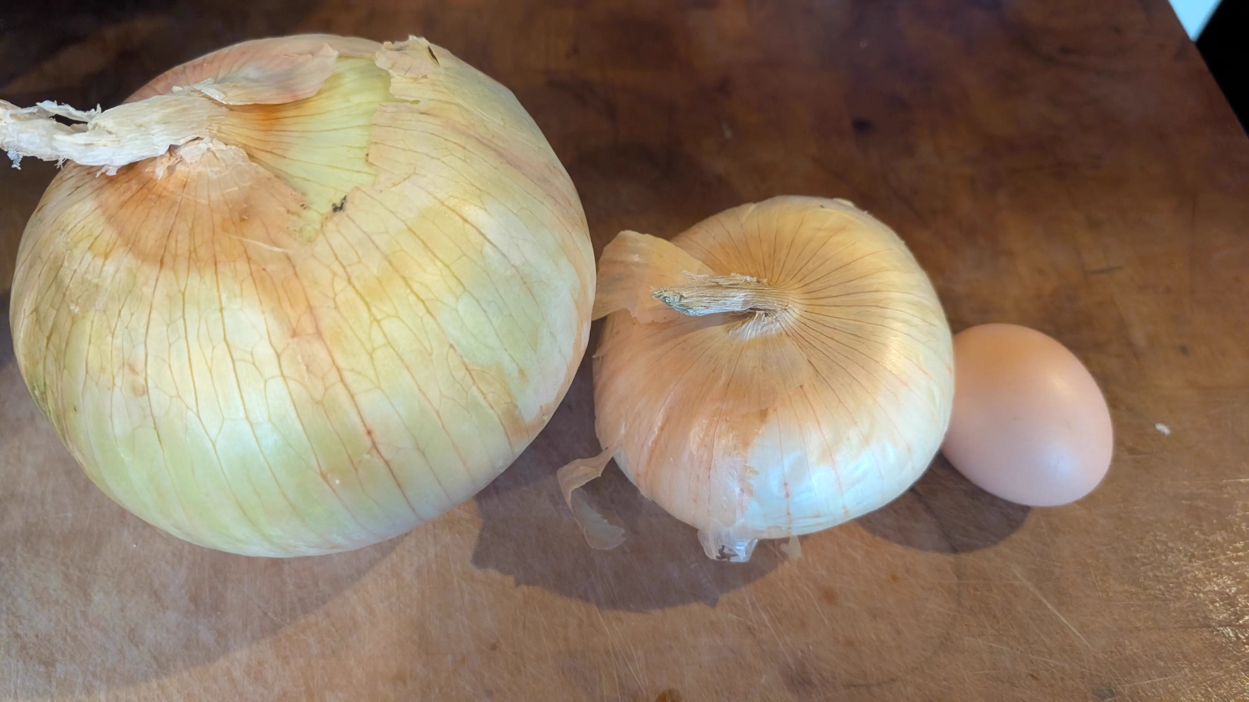 9 Oversized Things That Broke Our Brains Today đ§ 20 Giant onion that is an absolute unit