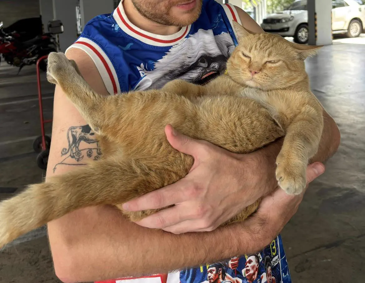 We Found 10 Oversized Wonders That Defy All Logic 🤯 37 Absolute Units of an orange cat