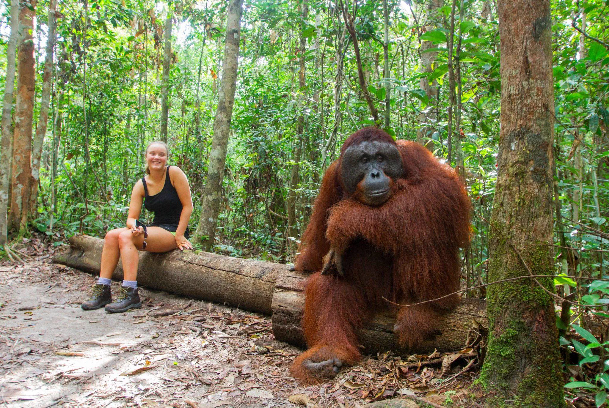 14Colossal Things That Had No Right Being That Big𫣠37 Absolute Units of an orangutan chilling next to a human