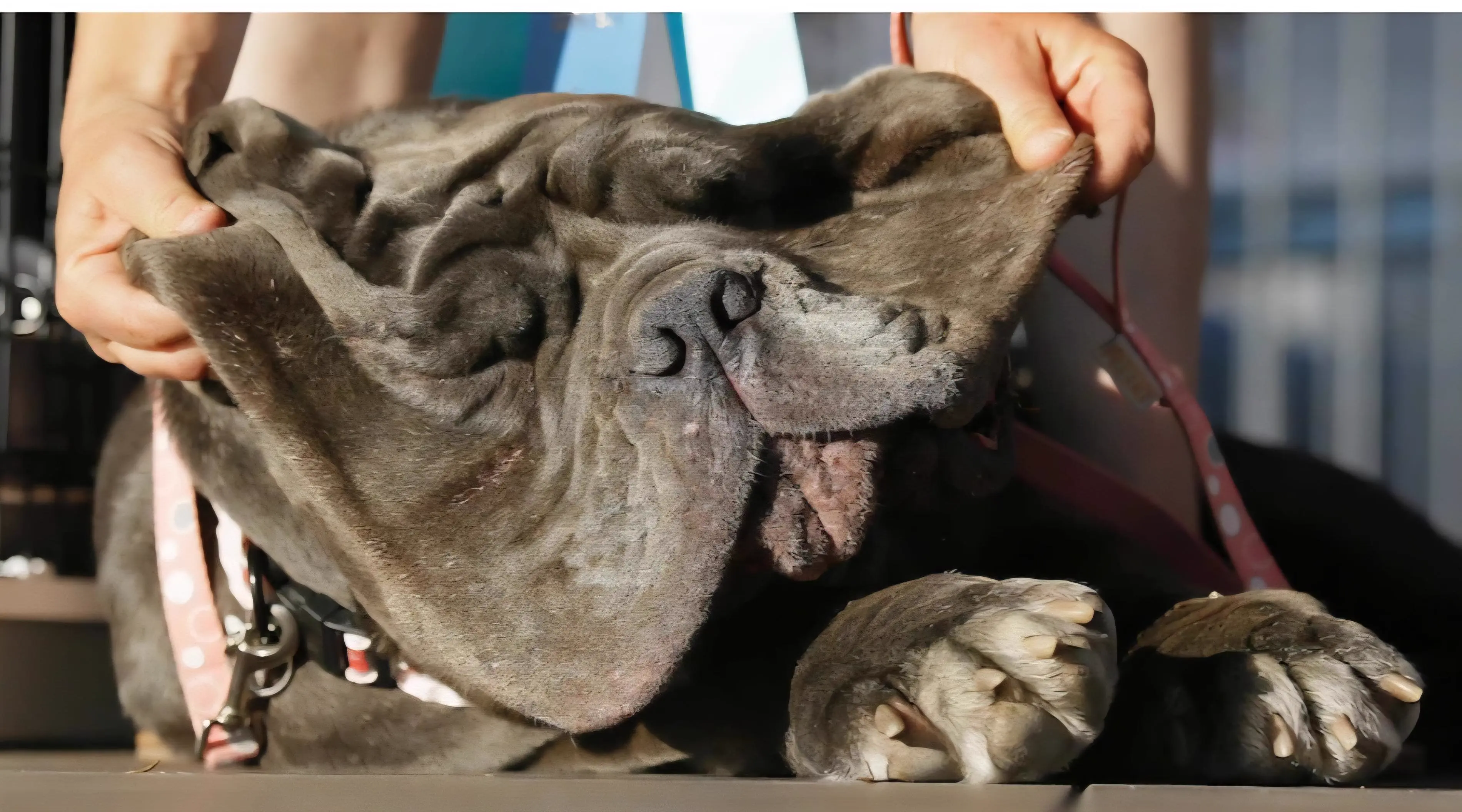10 Oversized Things That Have Zero Chill đ« 19 Absolute Units of dog jowls