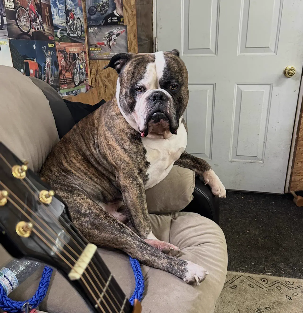 10 Big Boys Who Stole Our Hearts andrecked Usđ« 21 Massive American Bulldog named Hoss