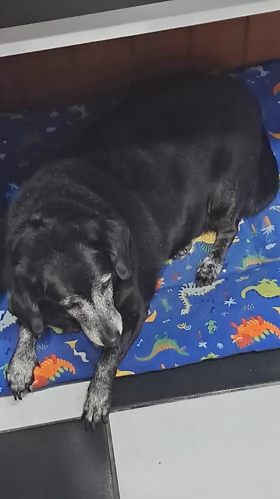 Why Are These 11 Things So Absurdly Oversized? đ« 19 Massive dog at a barbershop that is an absolute unit
