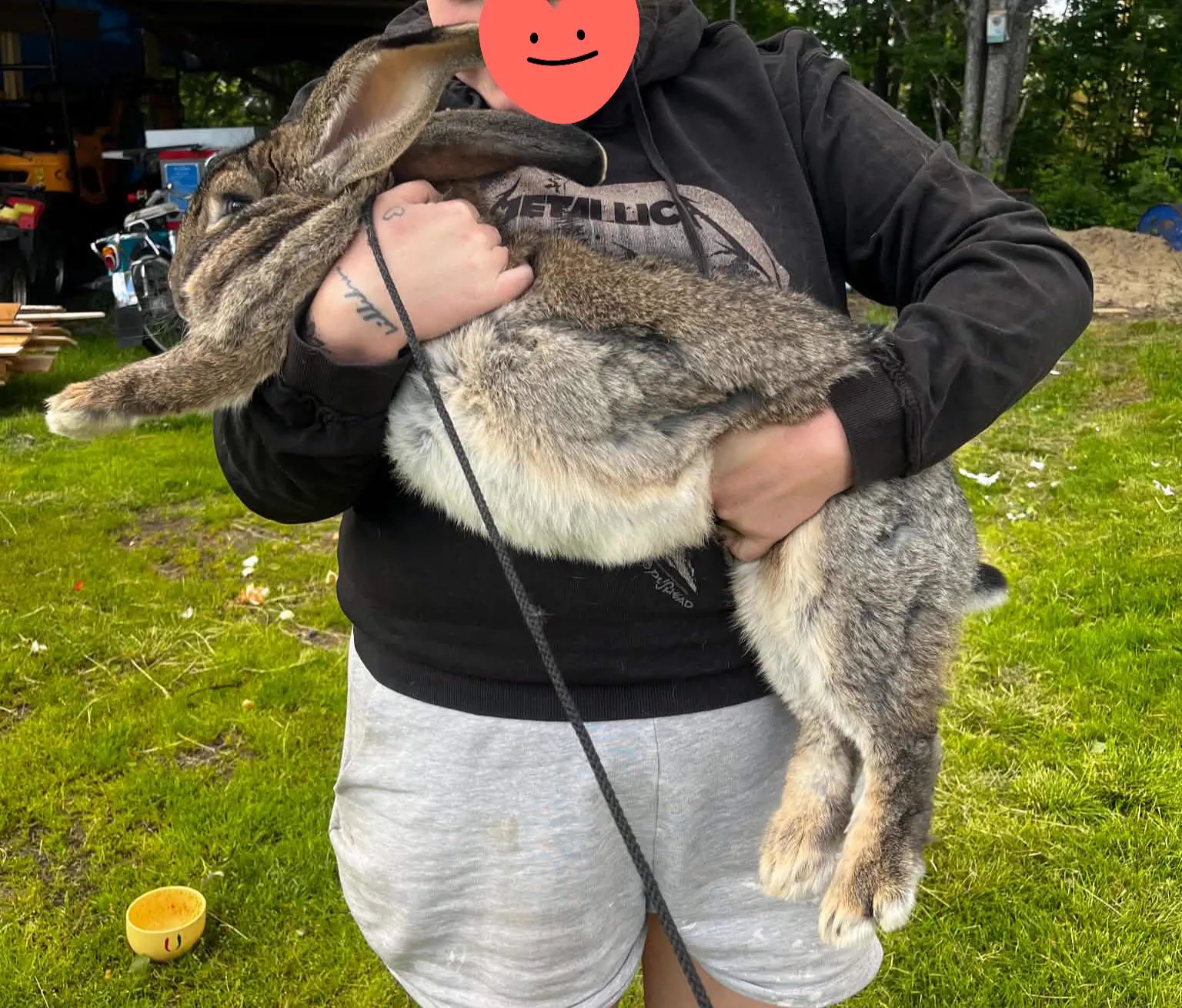 Why Are These 11 Giants So Ridiculously Massive? đ« 20 Massive Flemish Giant rabbit