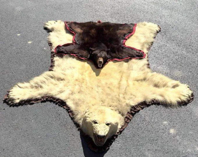 8 Oversized Things That Had No Right Existing 🫣 10 absolute units of size comparison polar bear vs american black bear