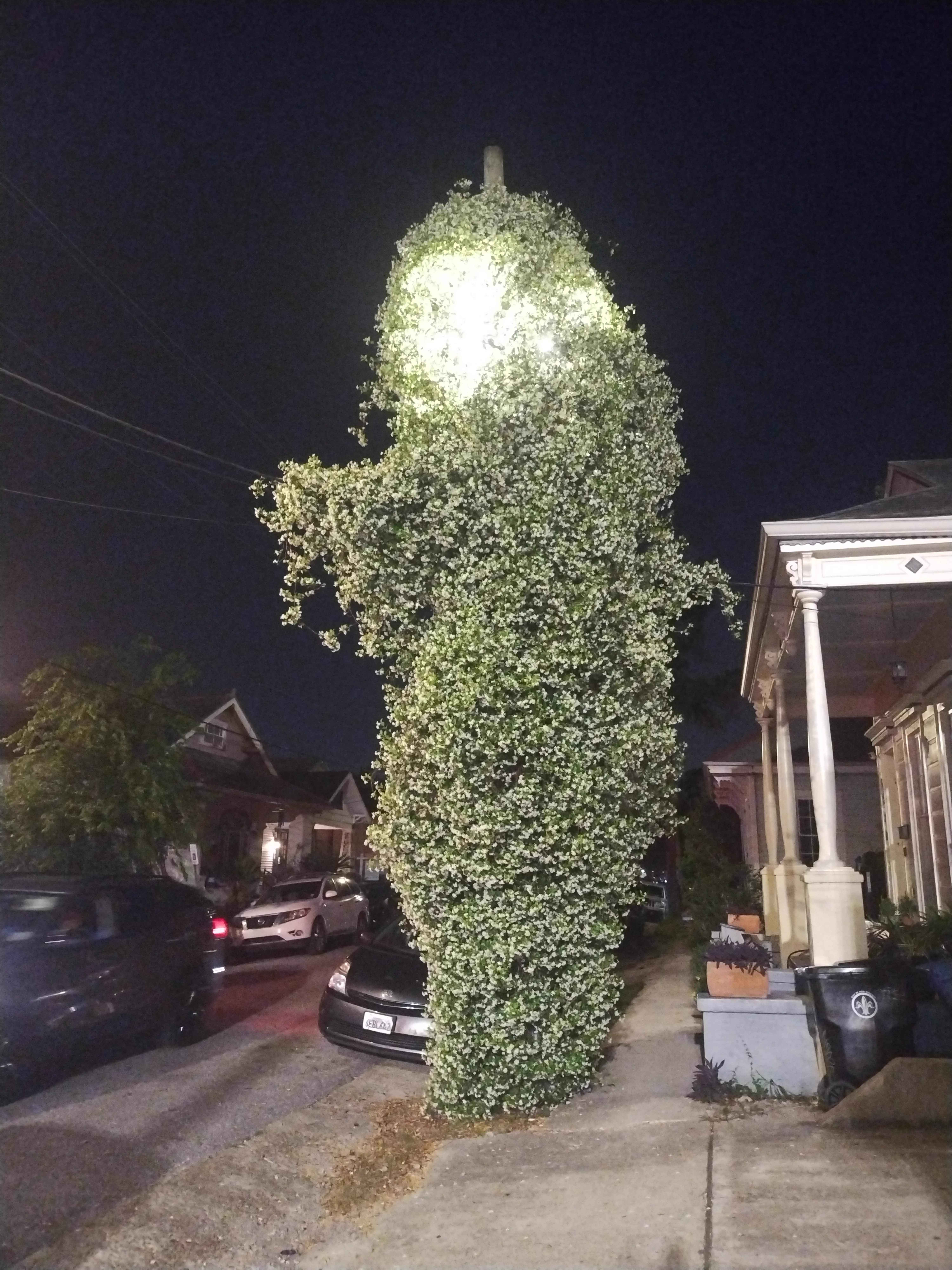 10 Big Boys Who Stole Our Hearts andrecked Usđ« 16 Massive star jasmine plant covering entire wall