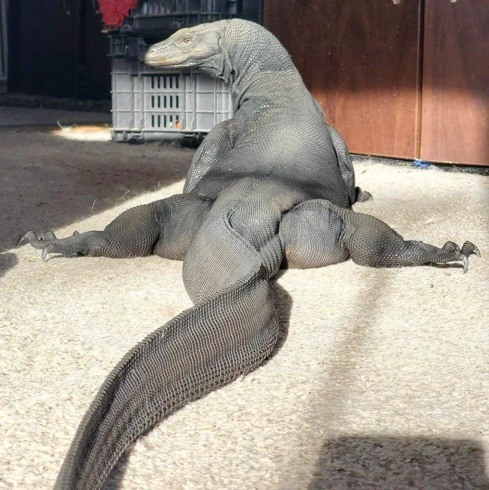 10 Big Boys Who Stole Our Hearts andrecked Usđ« 18 Massive Komodo dragon absolute unit