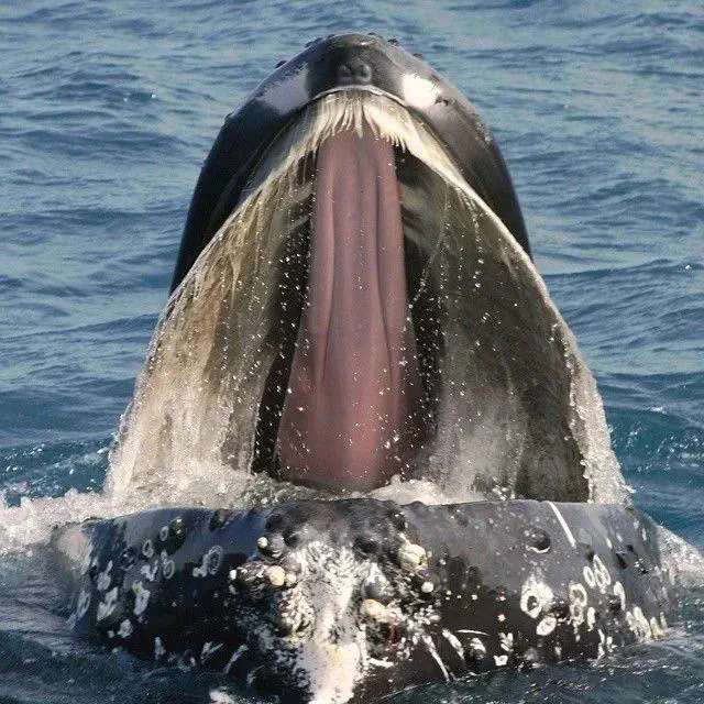 10 Big Boys Who Stole Our Hearts and Wrecked Us đ« 21 Absolute Units of tongue