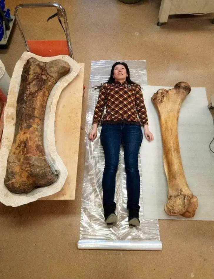 Wait Till You See These 8 Objects Built Different 𫣠11 Absolute Units of two bones