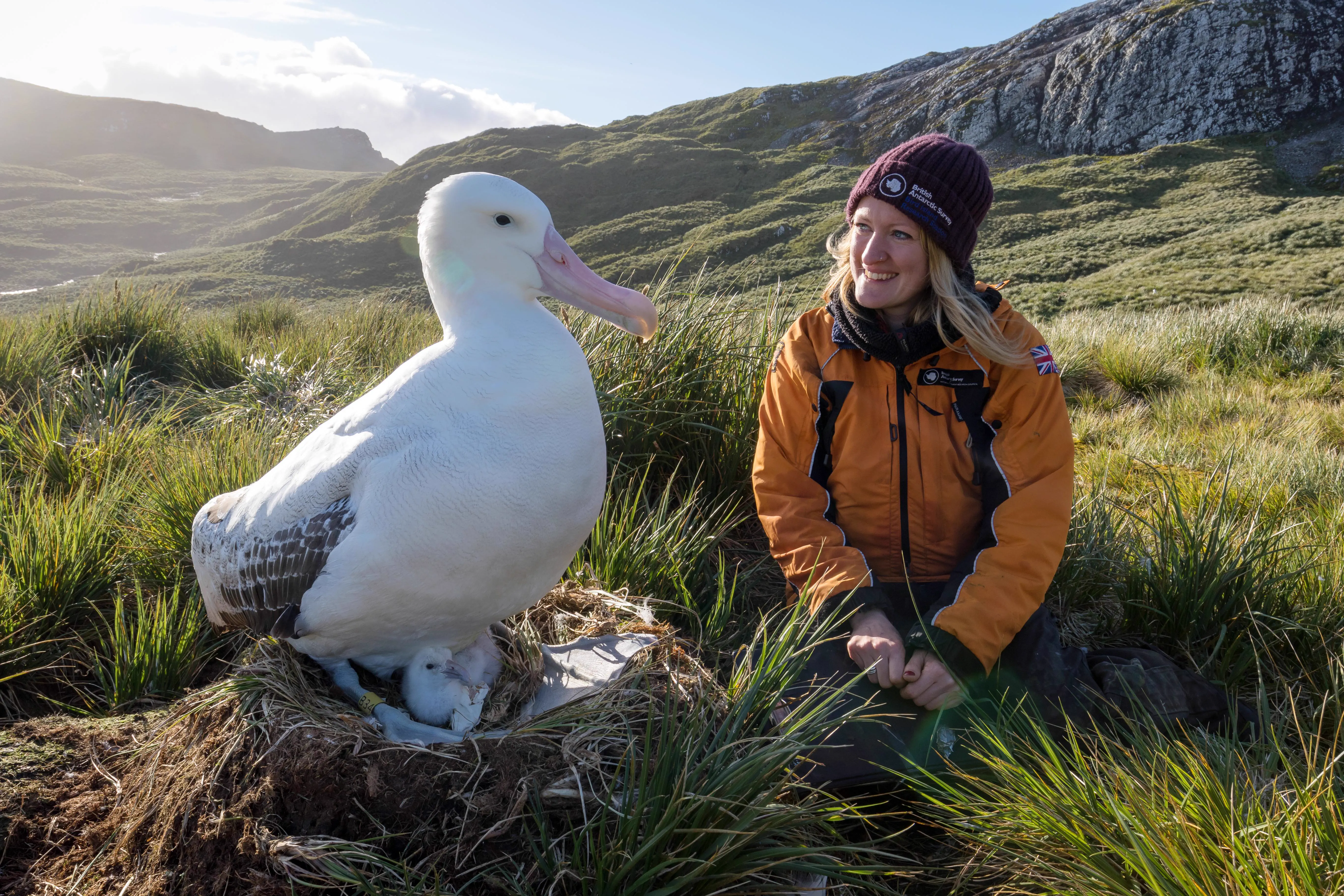 9 Oversized Things That Broke Our Brains Today đ§ 14 Wandering Albatross with massive 12 foot wingspan