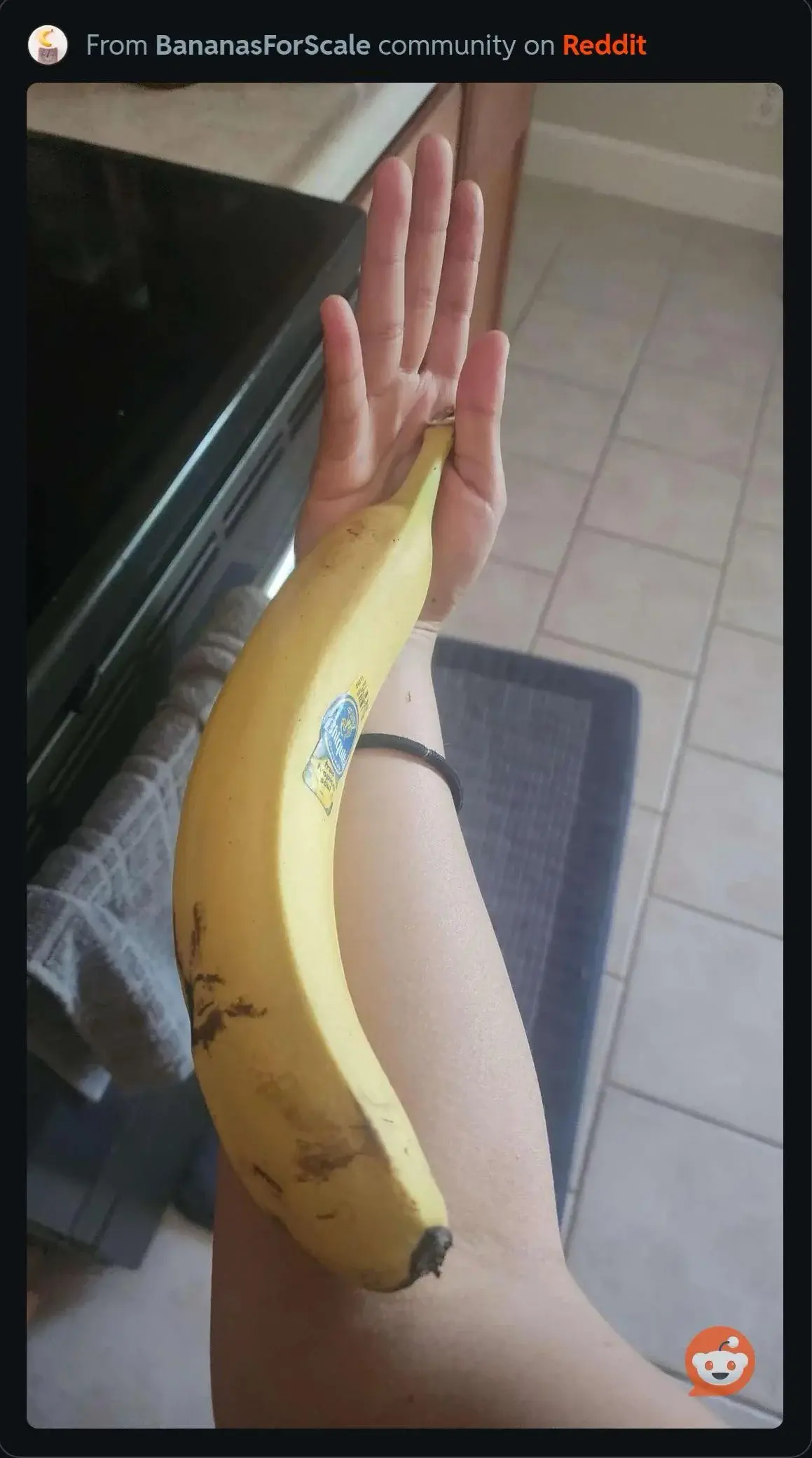 We Found 9 Things That Defy Logic and Shatter Scale 🤯 12 An enormous banana displayed as an absolute unit