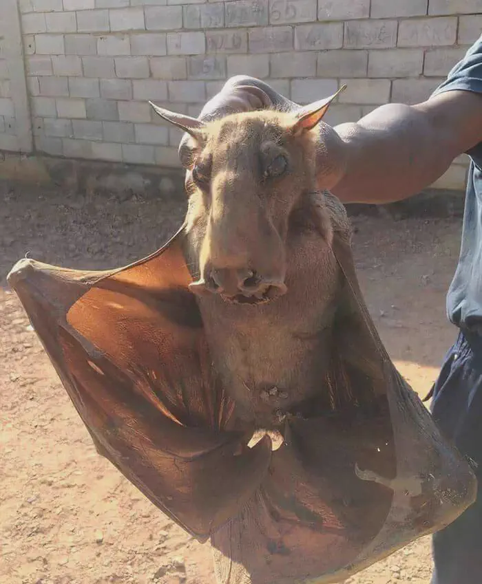QUESTION: Why Are These 8 Absolute Units So Massive? đ« 18 A bat with an enormous wingspan