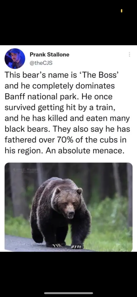 The 10 Most Colossal Units That Broke Our Scroll 🤯 29 absolute units of a bear hes that guy