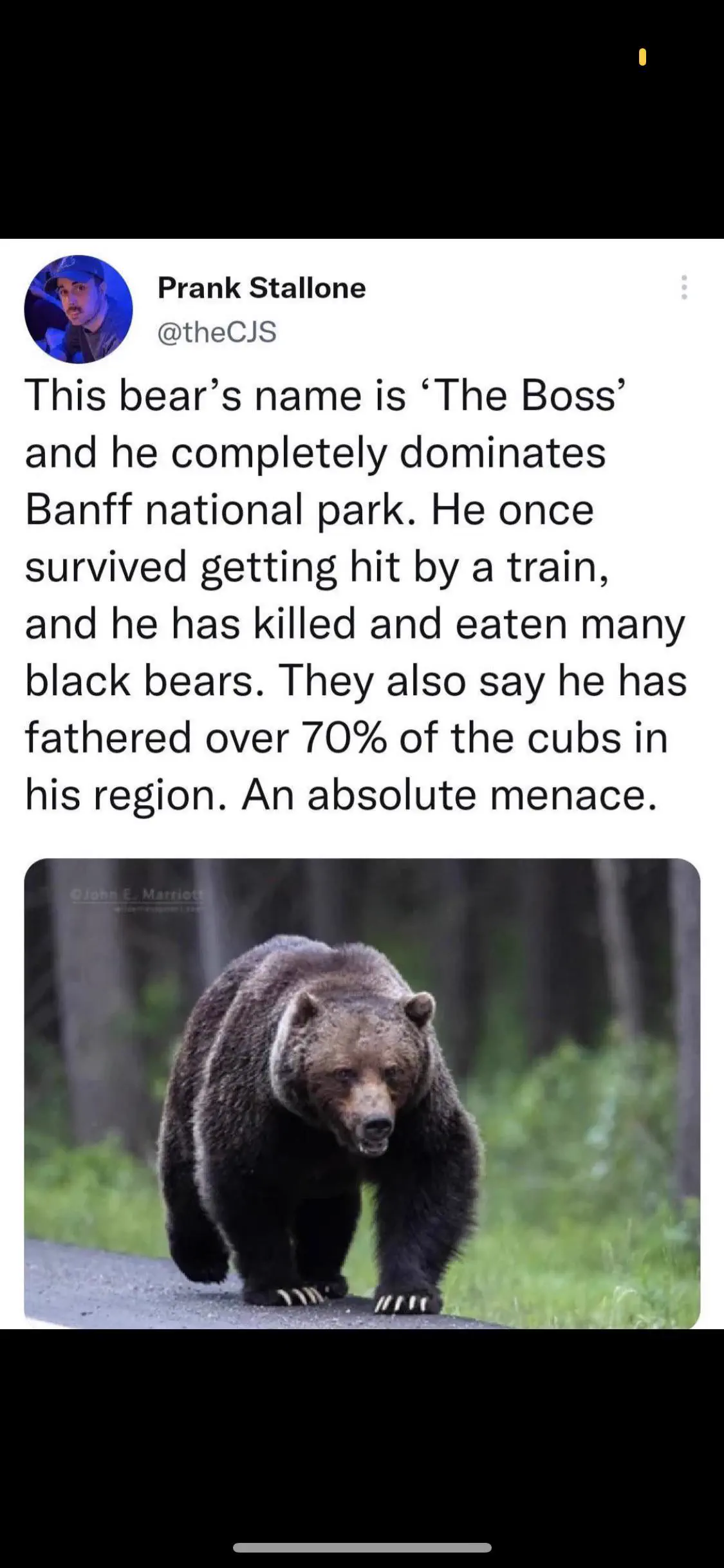 The 10 Most Colossal Units That Broke Our Scroll đ€Ż 18 Absolute Units of a bear. He's that guy