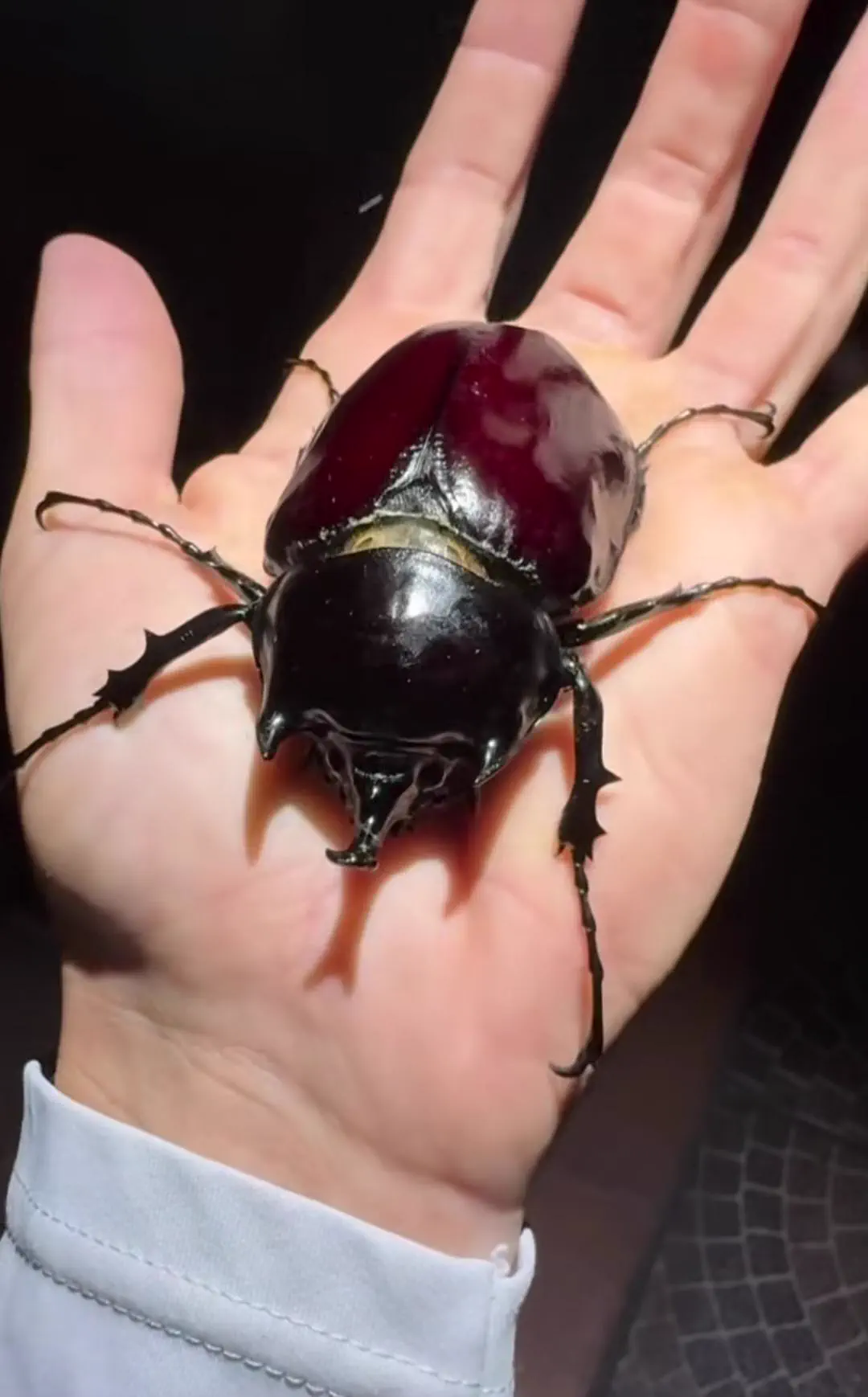 The 6 Most Enormous Absolute Units Spotted Online 🤯 10 Absolute Units of a beetle