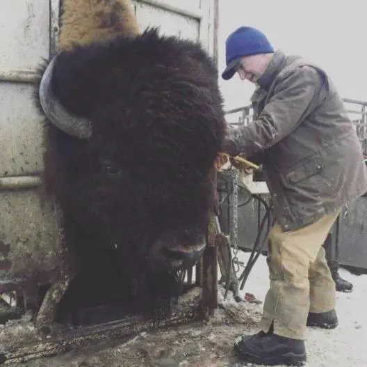 PUNCH: 8 Giants That Made Reality Go Sideways đ« 14 Enormous bison head with oversized horns