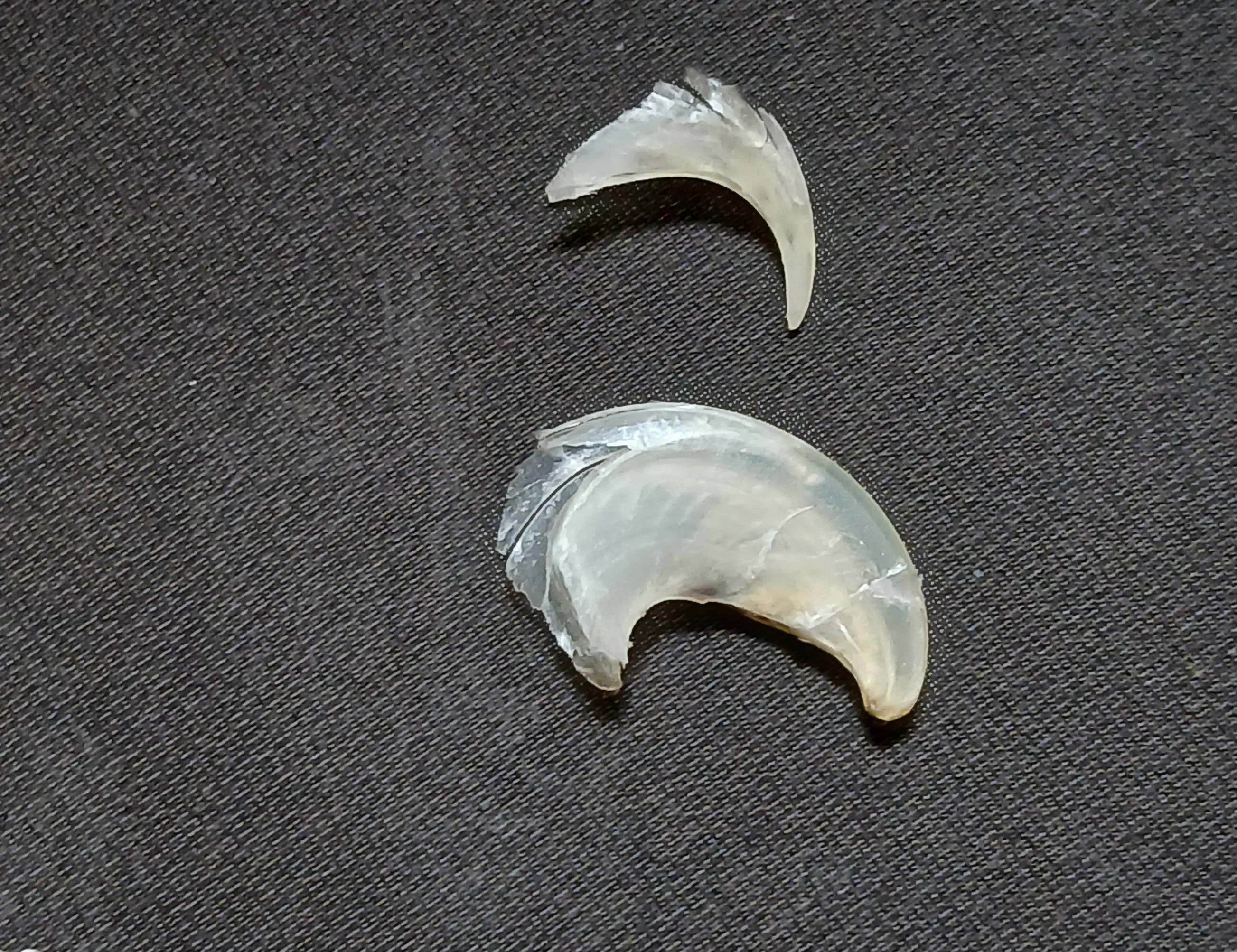We Found 8 Absolute Units That Defy All Logic 🤯 14 Absolute Units of a claw that popped off during a nail trim. Regular one for comparison.