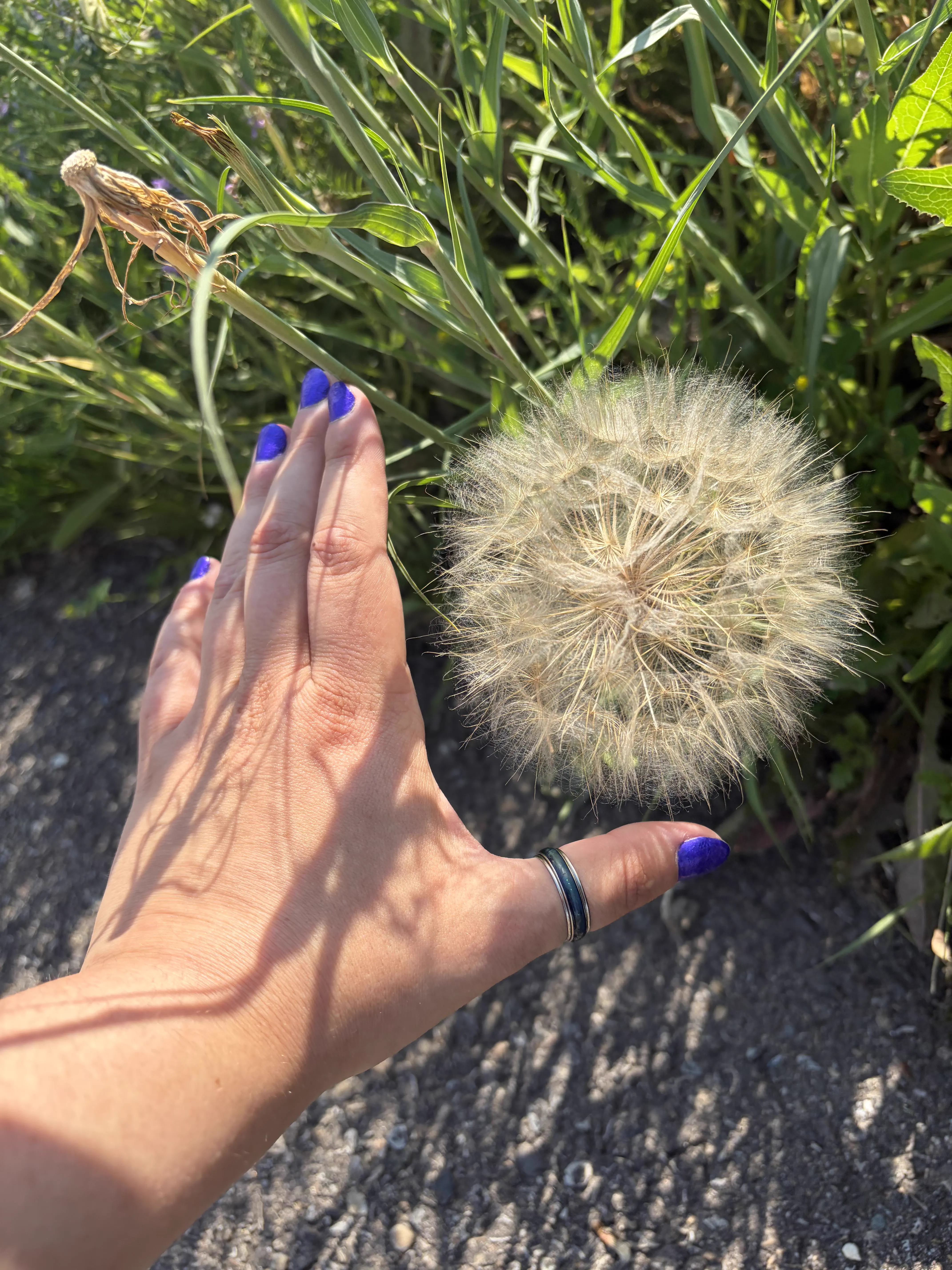 Wait Till You See These 10 Wonders Built Different đ€Ż 19 Giant dandelion fluff seed