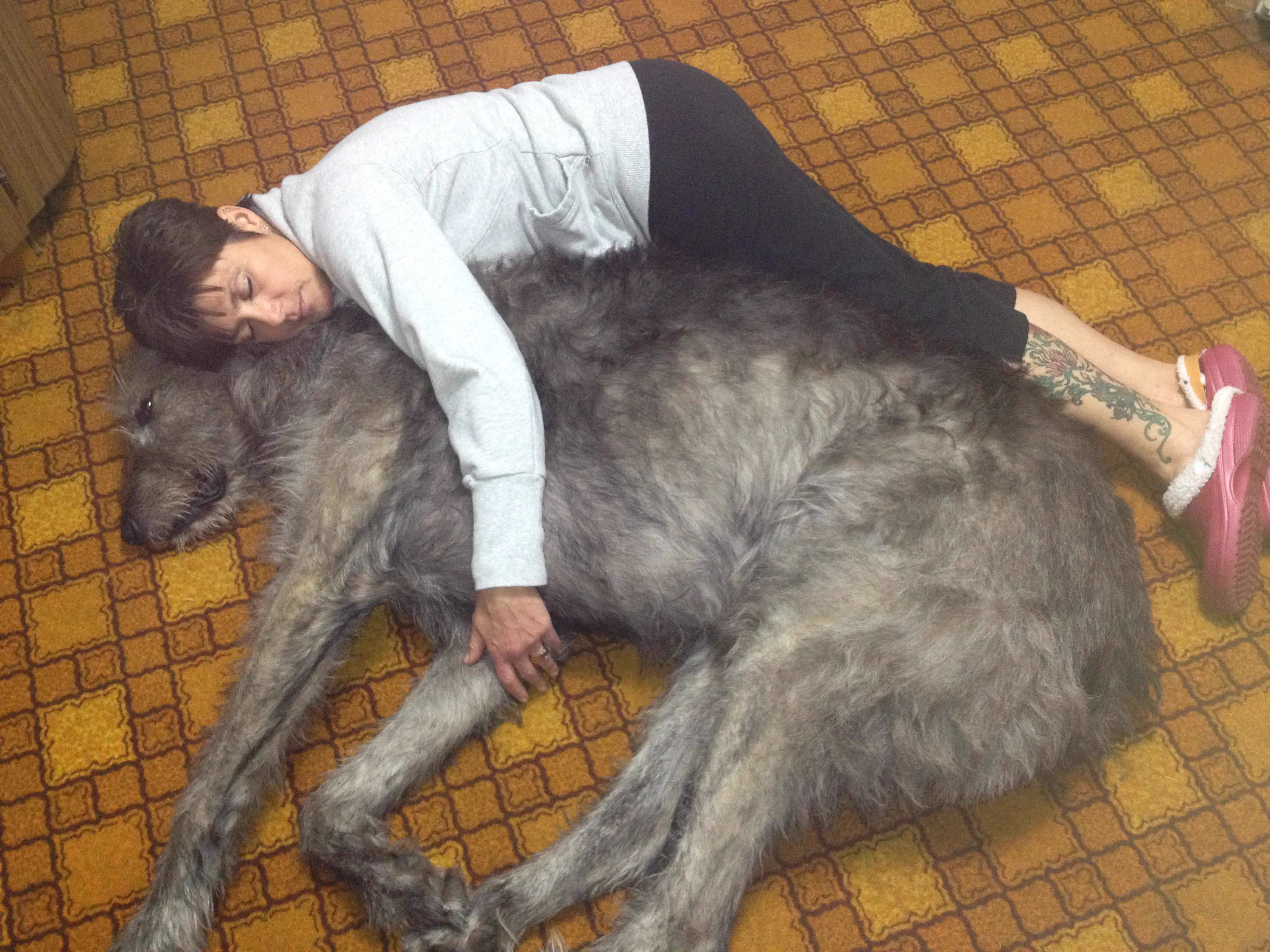 RANKING: The 14 Chonkiest Wonders Ever Documented 🫠 23 Colossal dog