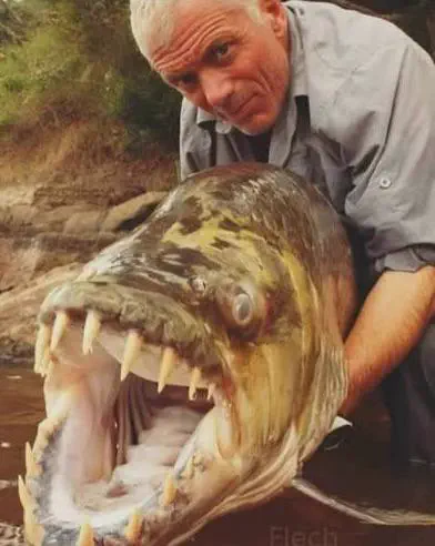 PUNCH: 8 Giants That Made Reality Go Sideways đ« 12 Huge fish displayed as an oversized aquatic absolute unit