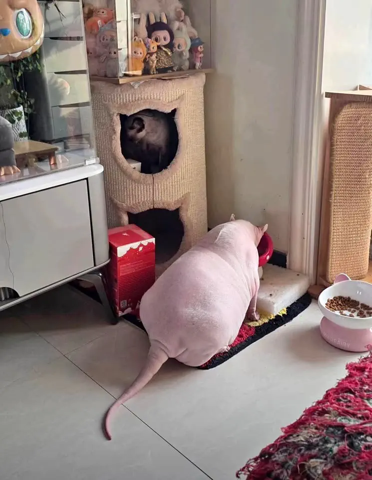 RANKING: The 14 Chonkiest Wonders Ever Documented 🫠 20 Massive hairless cat