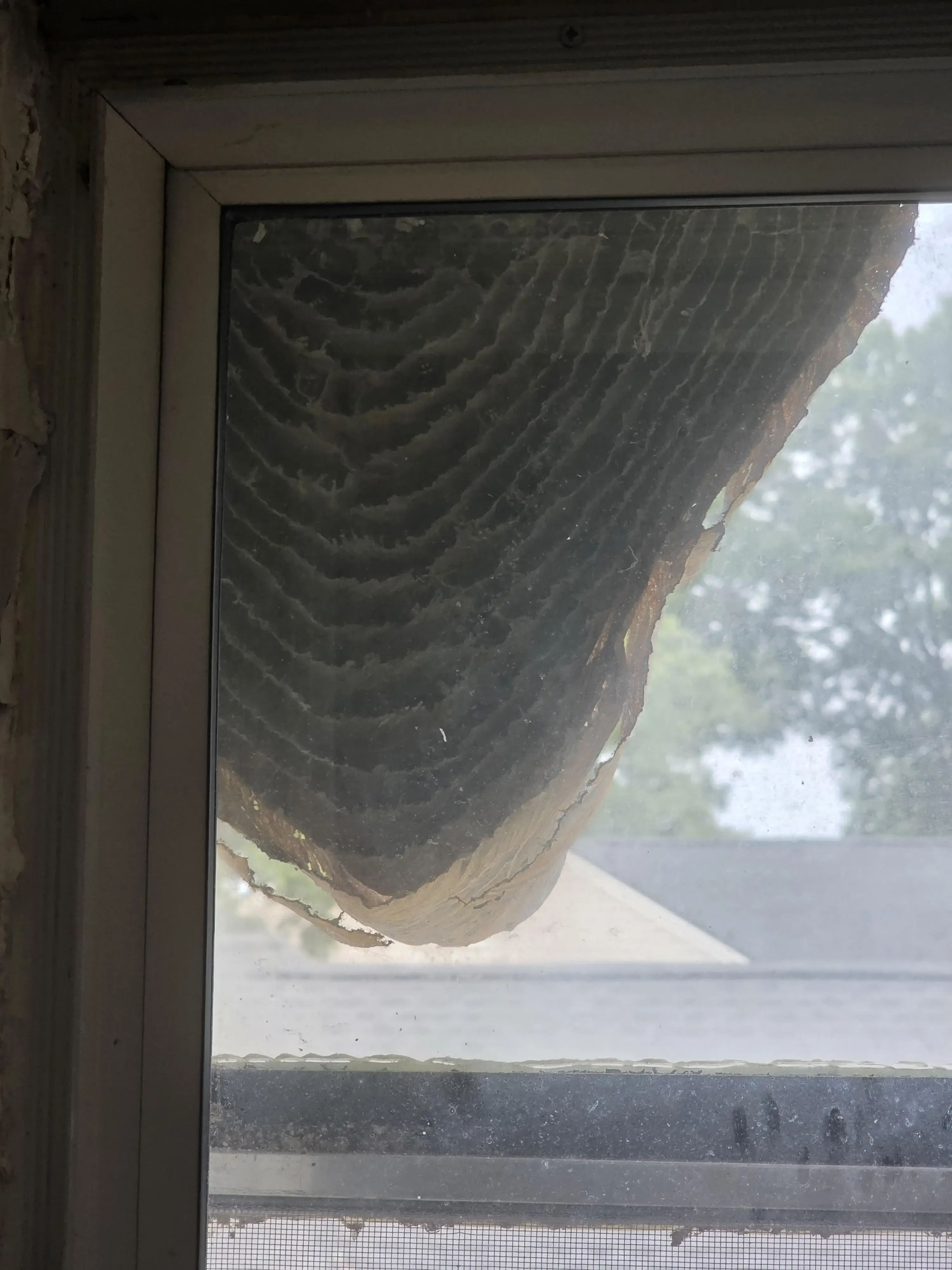 RANKING: The 14 Chonkiest Wonders Ever Documented 🫠 17 Massive hornets nest