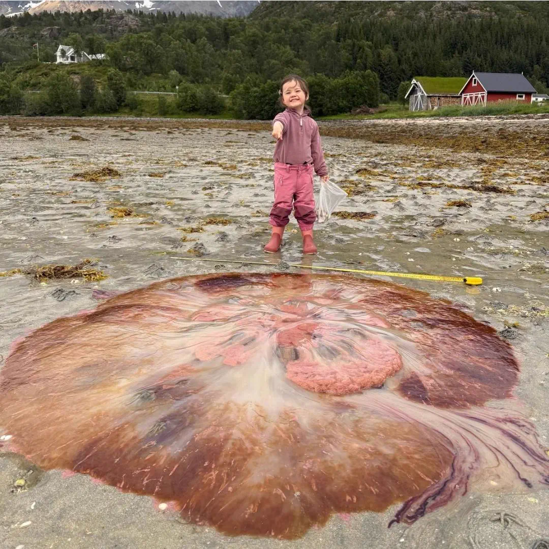 Wait Till You See These 10 Wonders Built Different đ€Ż 15 Giant jellyfish floating in the water