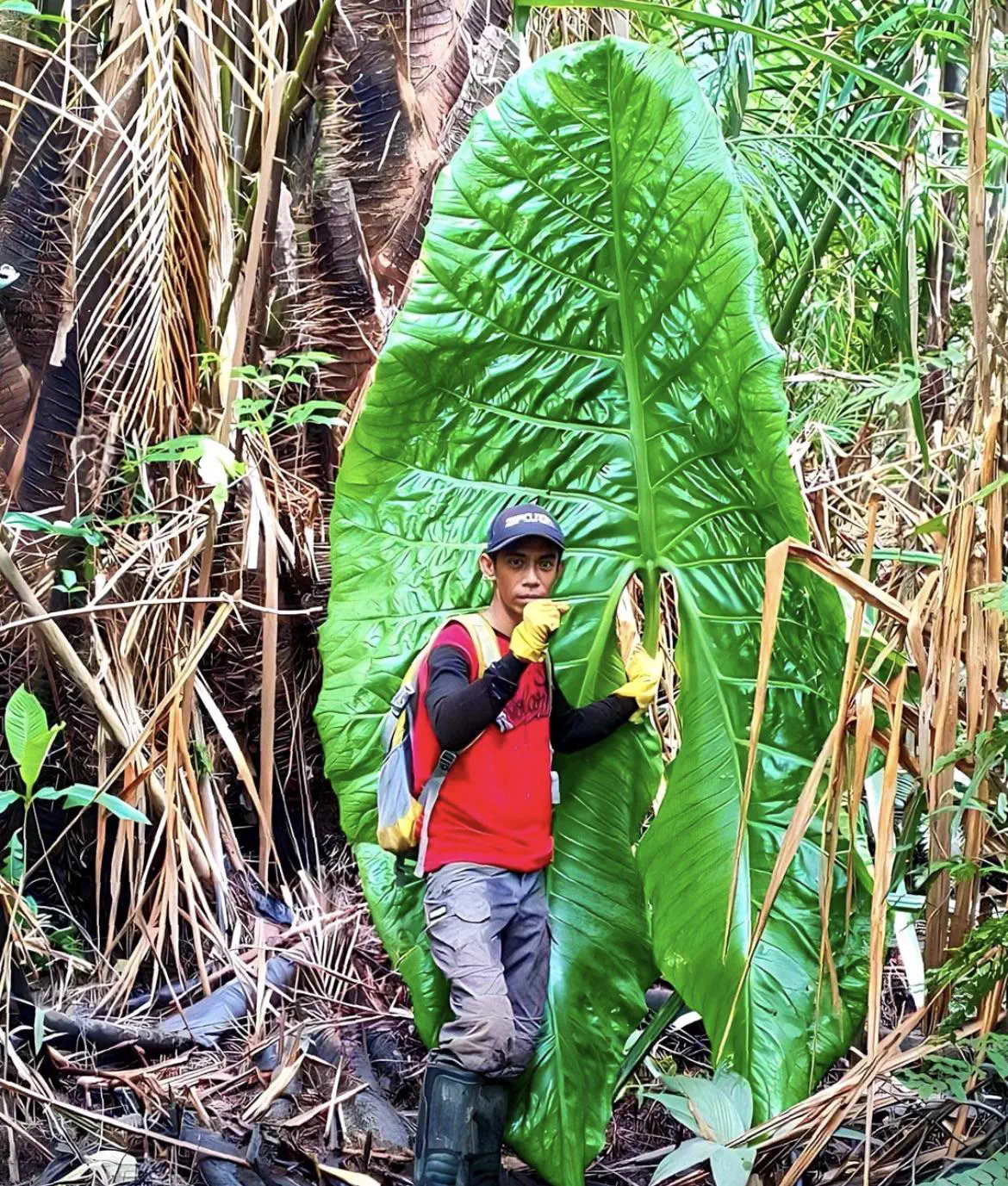We Found 9 Things That Defy Logic in Giant Mode 13 Enormous oversized leaf