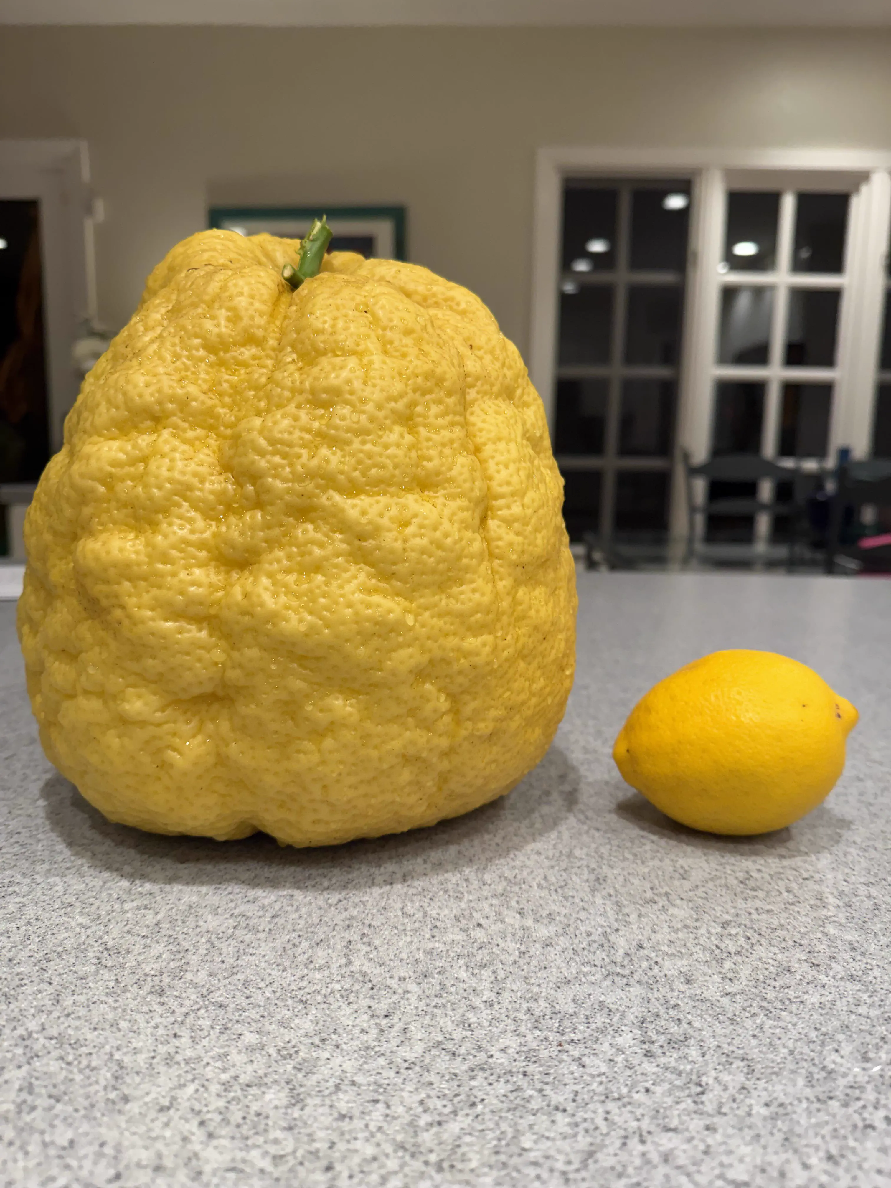 9 Big Boys Who Stole Our Hearts With Zero Chill đ« 17 Absolute Units of a lemon