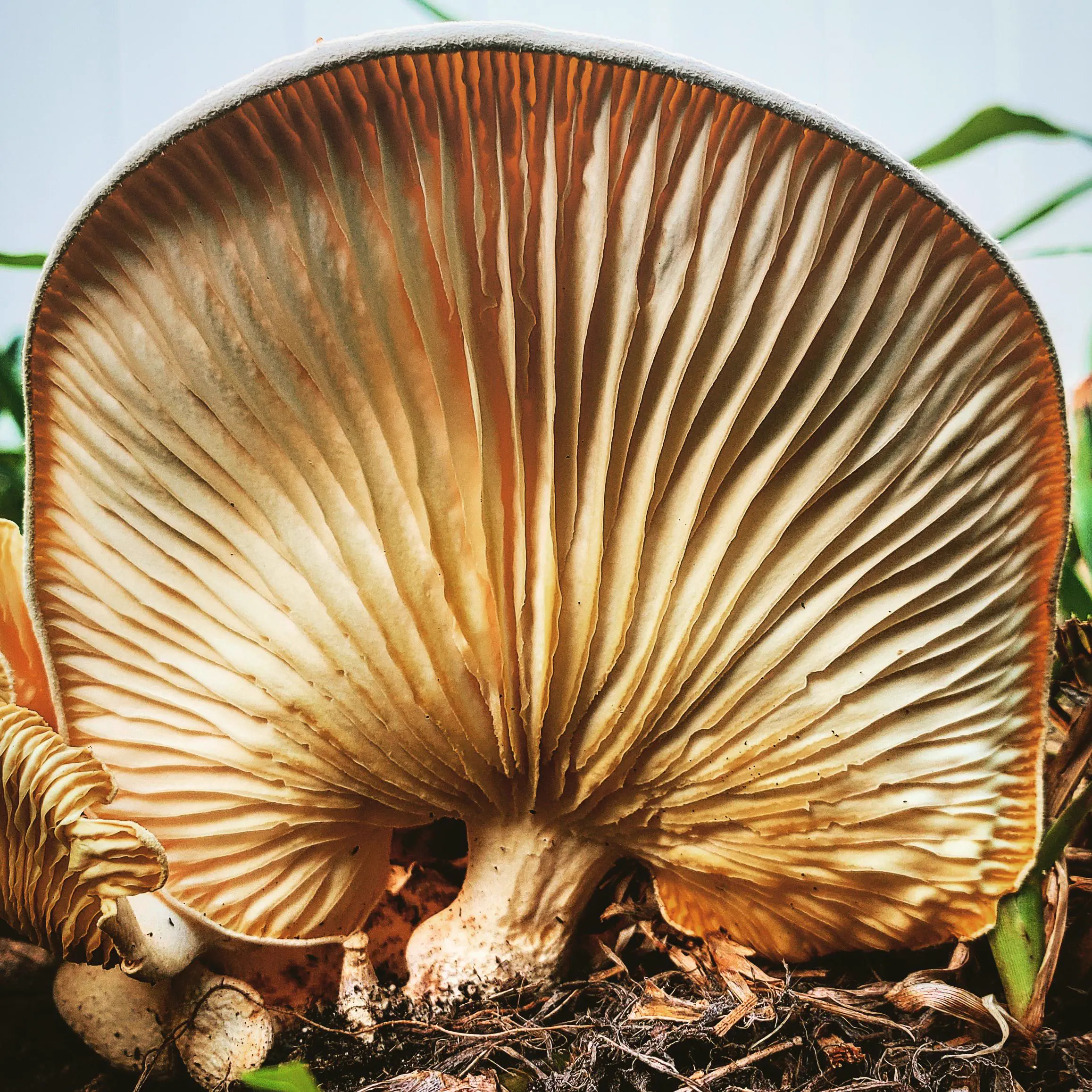 RANKING: The 10 Chonkiest Units Ever Documented đ« 16 Absolute Units of a mushroom in my backyard