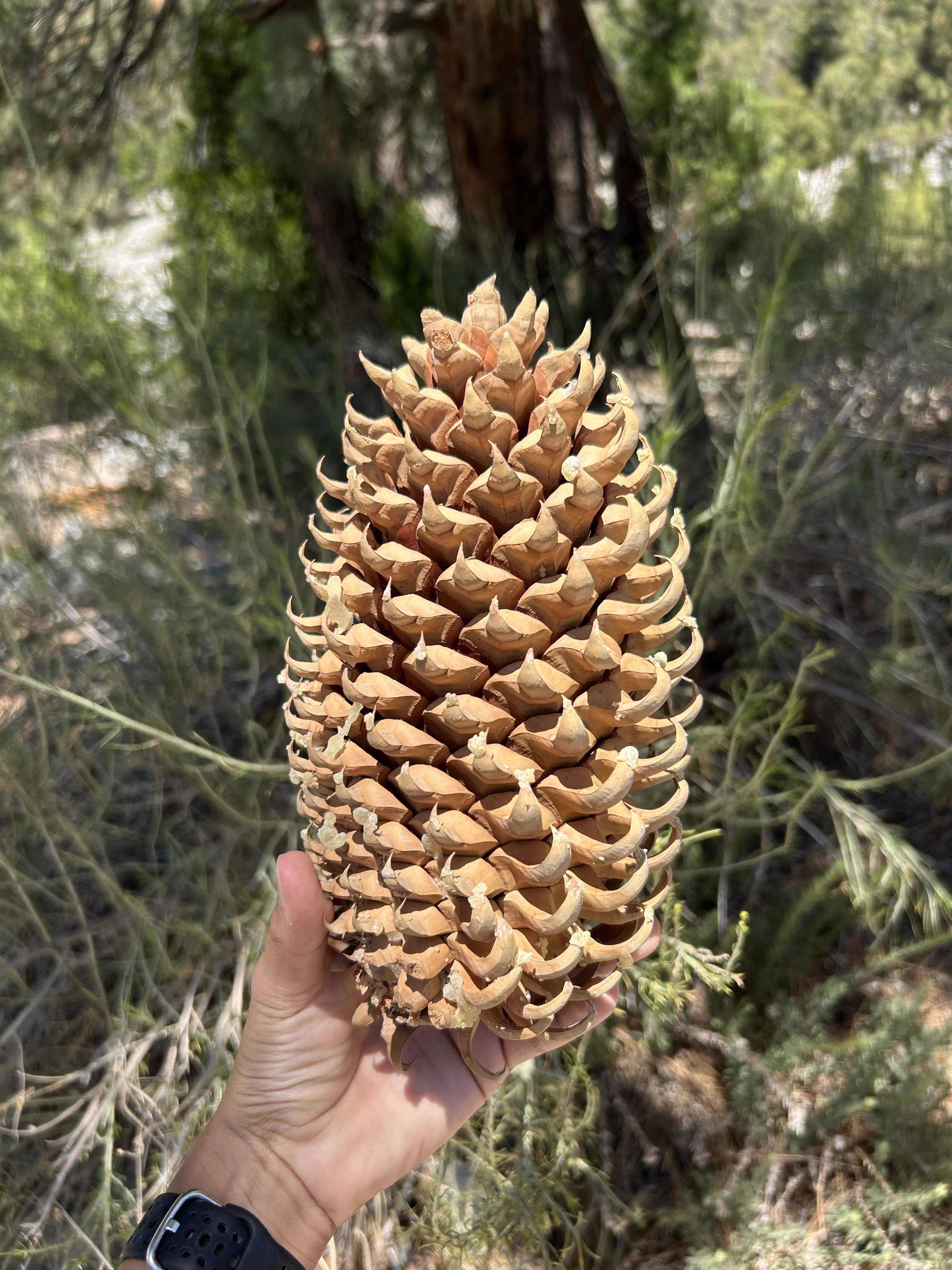 We Found 9 Things That Defy Logic in Giant Mode 19 Giant oversized pinecone