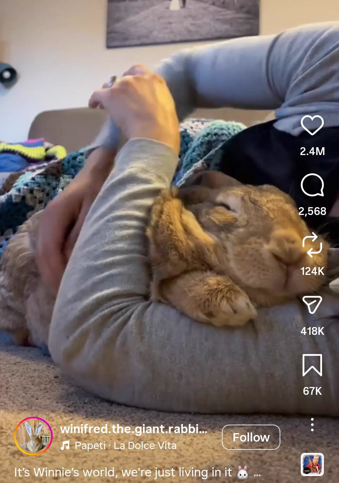 We Found 10 Things That Defy Logic in Full Beast Mode 13 A massive oversized rabbit showing off its absolute unit proportions
