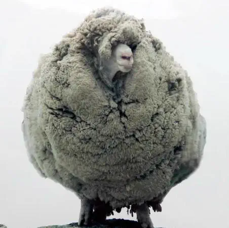 RANKING: The 14 Chonkiest Wonders Ever Documented 🫠 21 Massive fluffy sheep