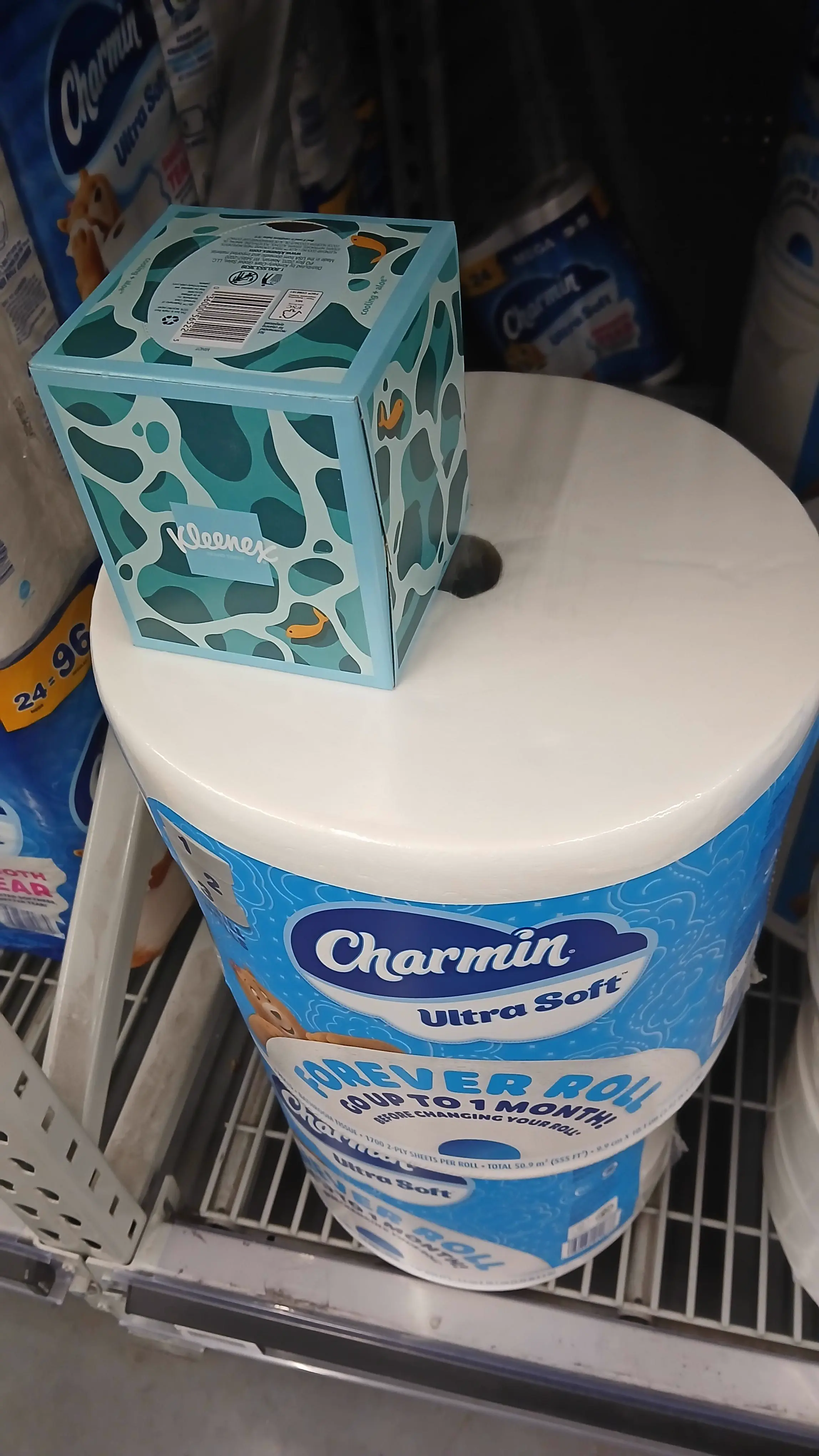 We Found 10 Things That Defy Logic in Full Beast Mode 16 A giant oversized toilet roll